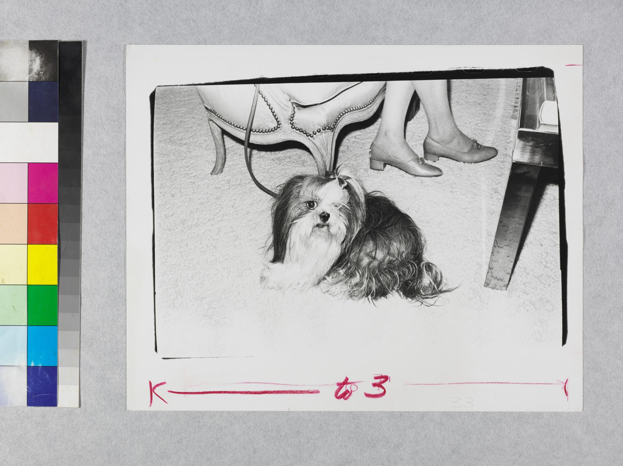 Gelatin silver print of Lhasa Apso Dog by Andy Warhol For Sale 2