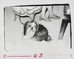 Impression argentique du chien Lhasa Apso par Andy Warhol