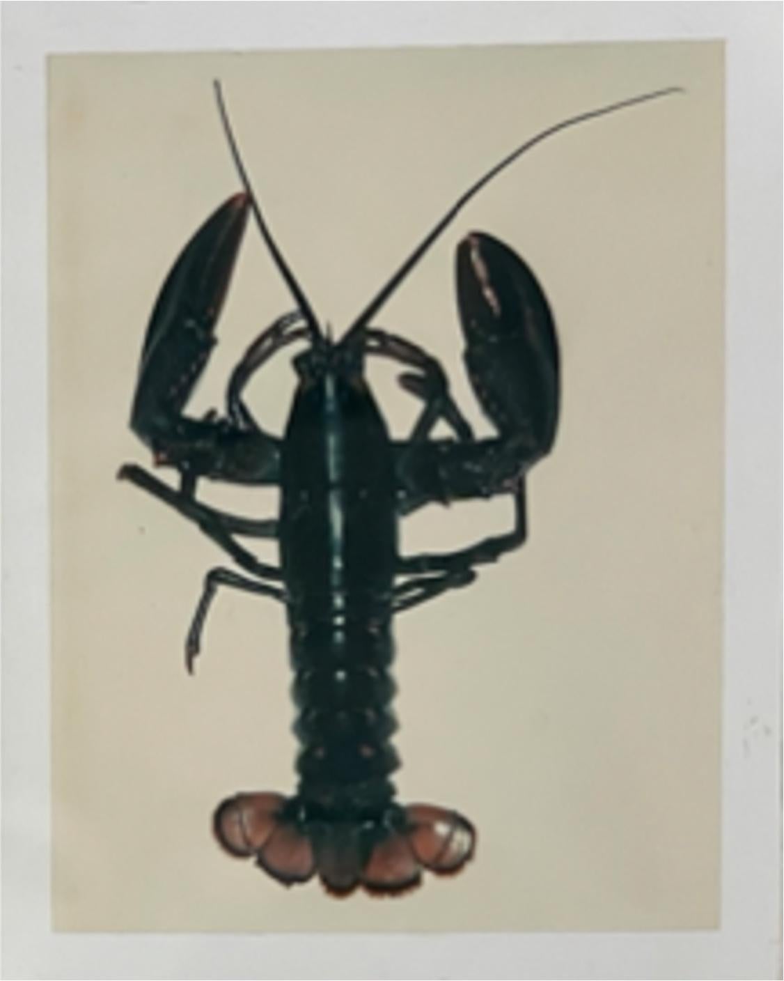 Homard