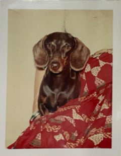 Maurice el Teckel (el perro de Andy Warhol)