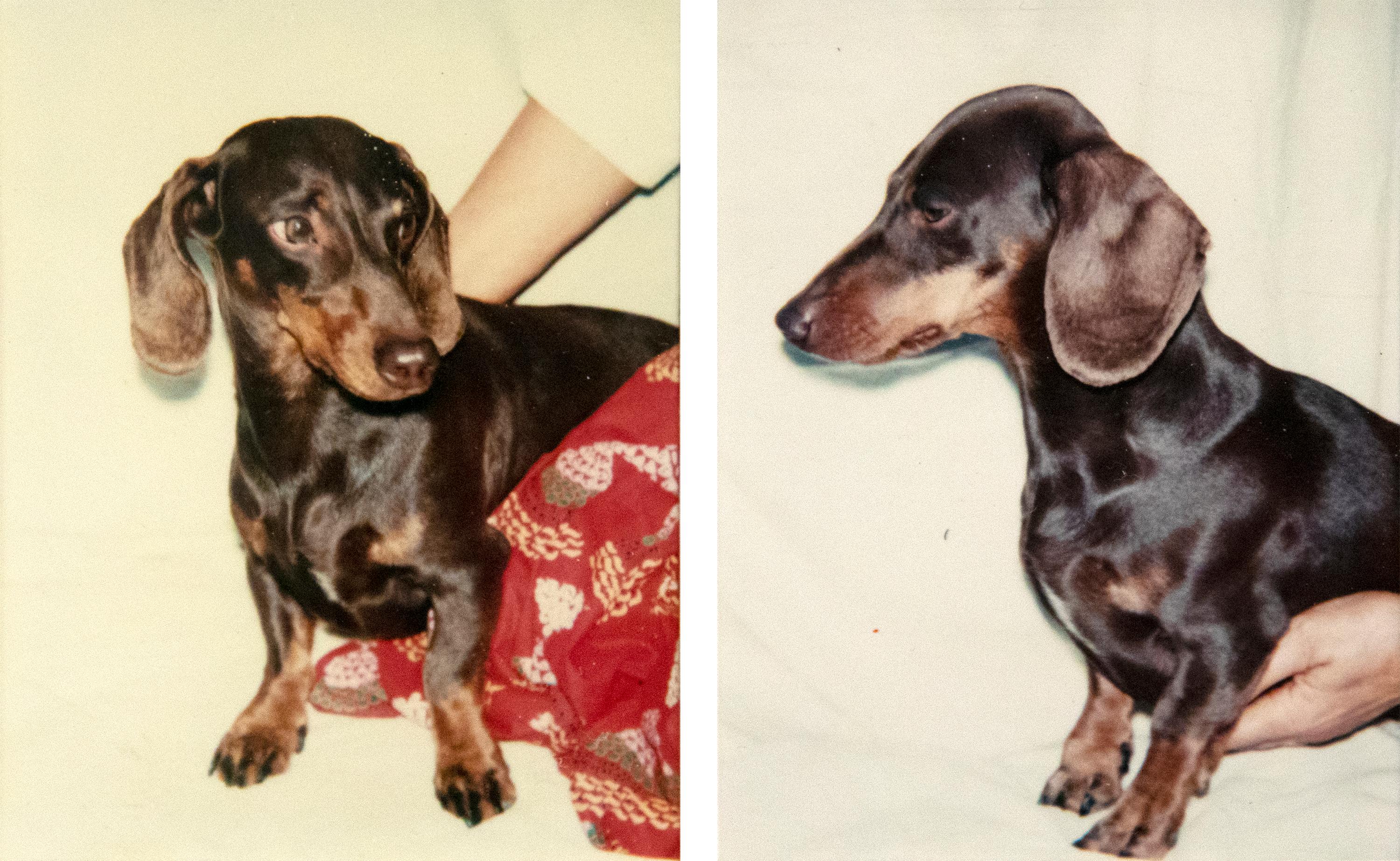 Maurice the Dog Two Polaroids - Photograph by Andy Warhol