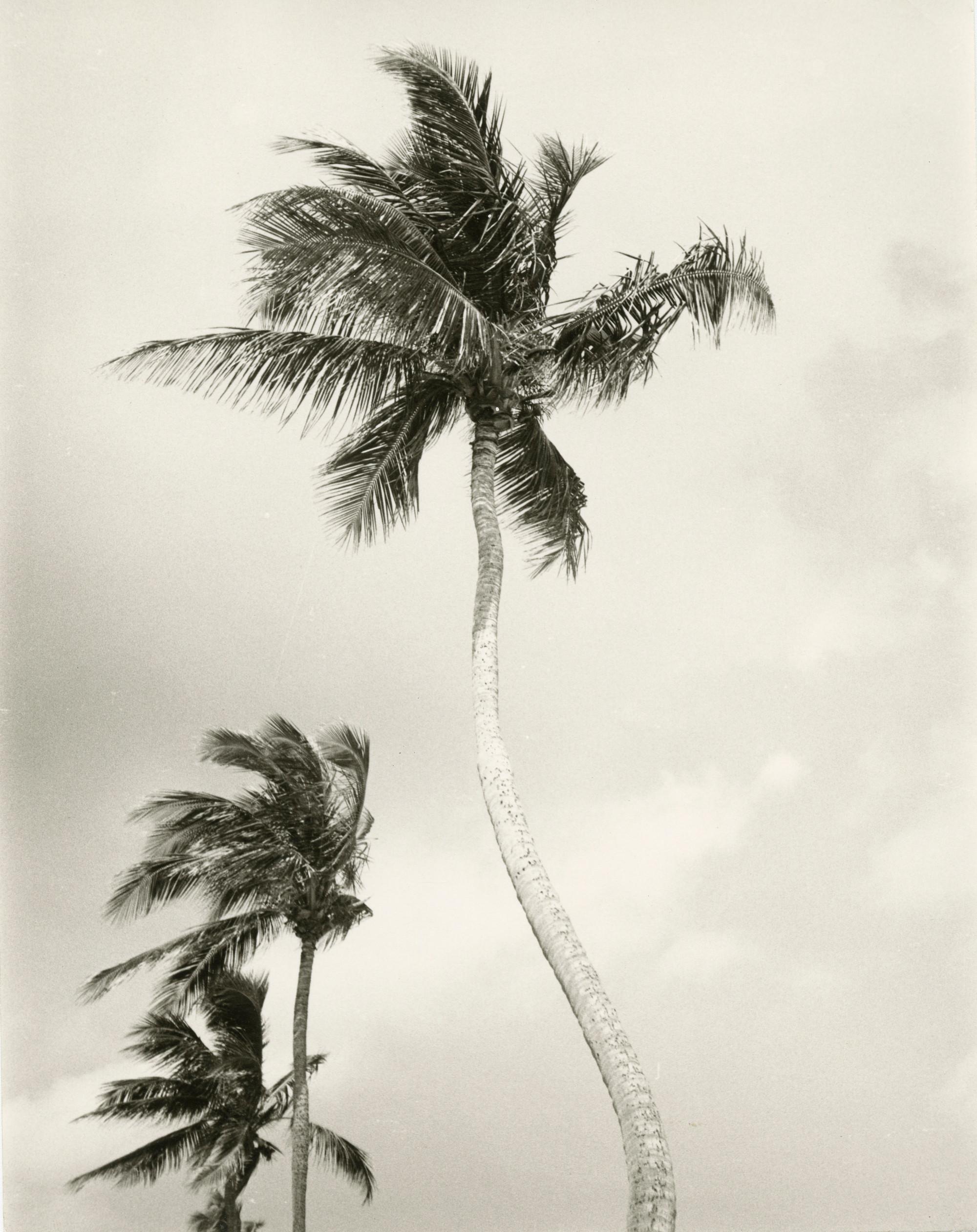 Andy Warhol Black and White Photograph - Palm Trees Against Sky