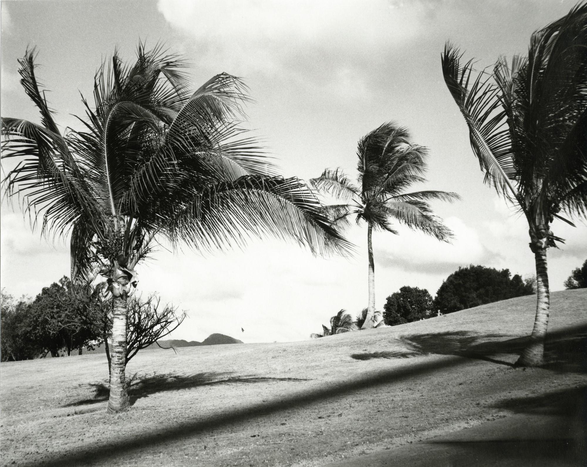 Andy Warhol Black and White Photograph - Palm Trees
