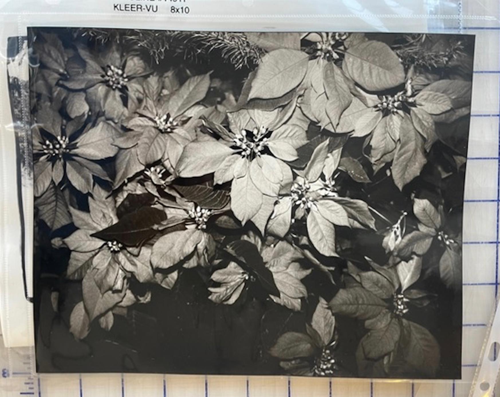Stella di Natale - Photograph di Andy Warhol