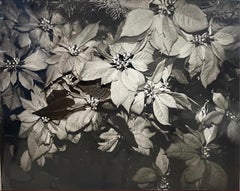 Poinsettia