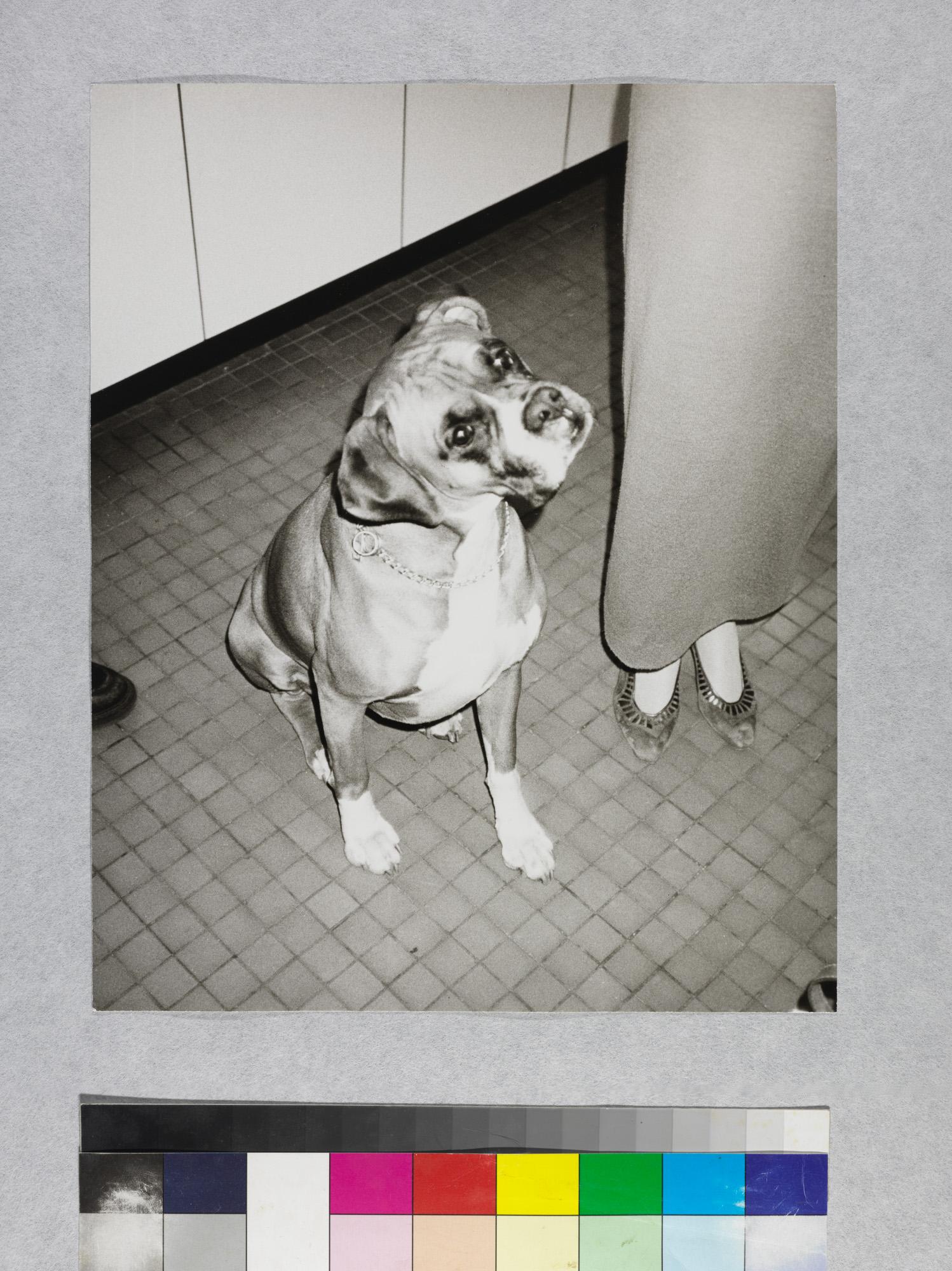 Silver gelatin print of Dog by Andy Warhol For Sale 2