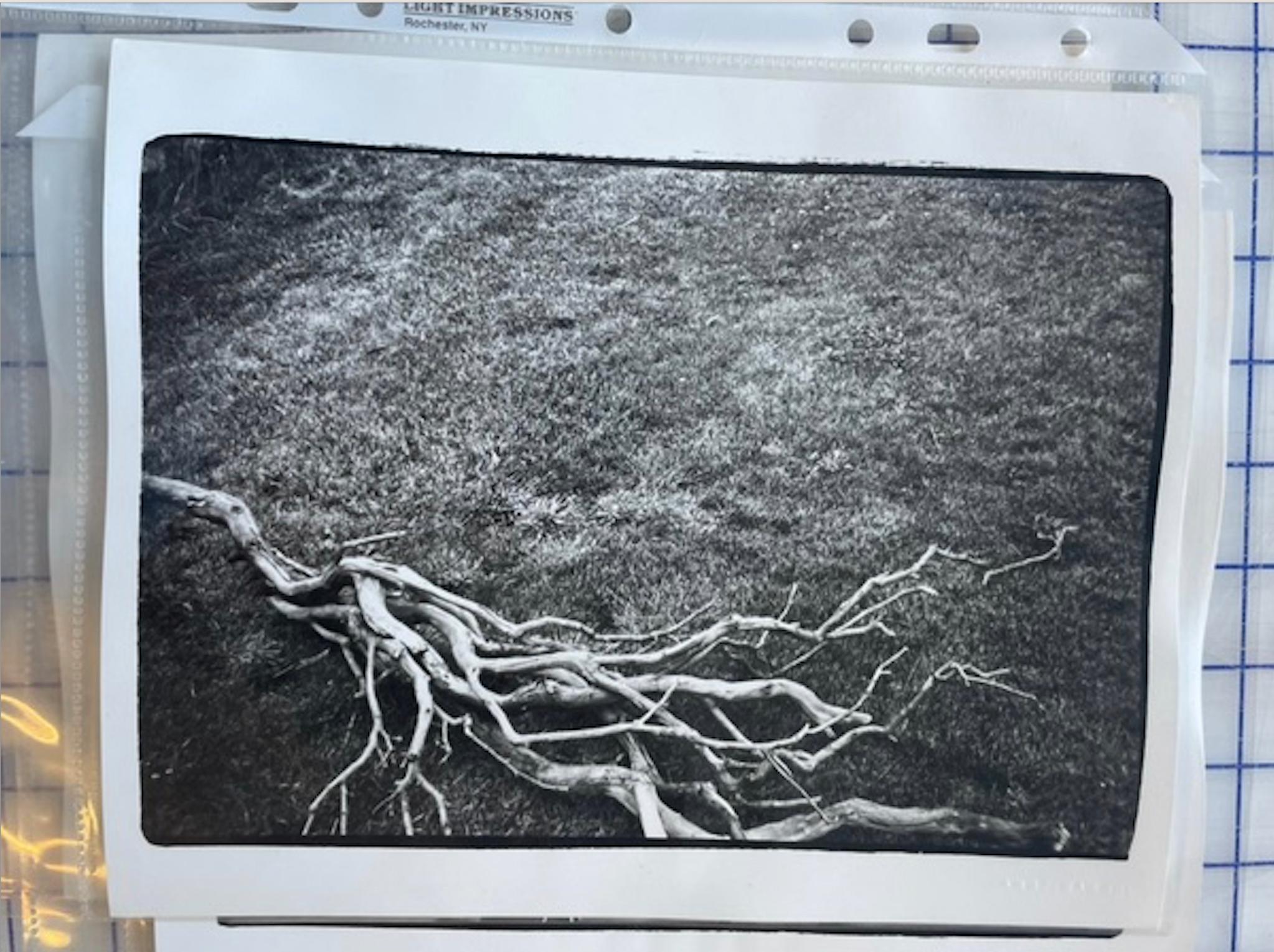 Tree Branch in Montauk – Photograph von Andy Warhol