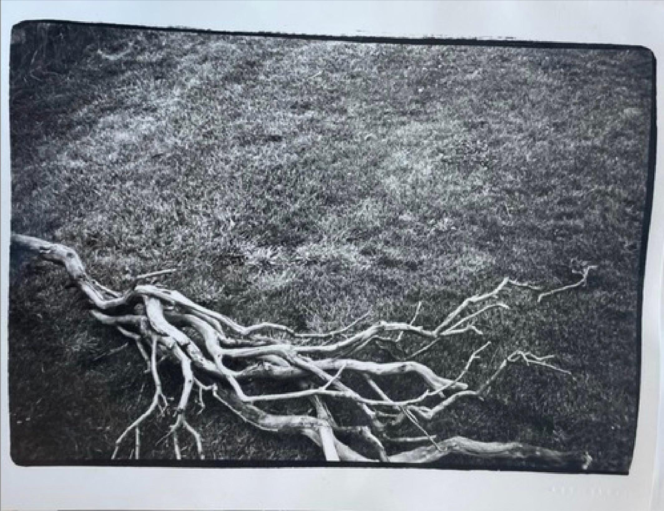 Branch a Montauk
