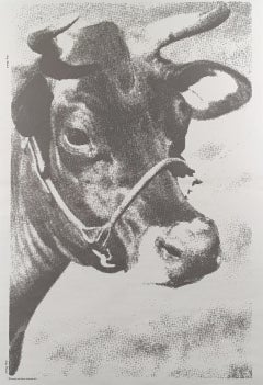Venice Biennale COW