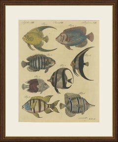 Angelfish, Butterflyfish and Moorish Idol, Antique Bertuch Print, circa 1805
