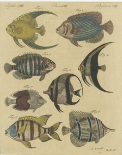 Angelfish, Butterflyfish and Moorish Idol, Antique Bertuch Print, circa 1805