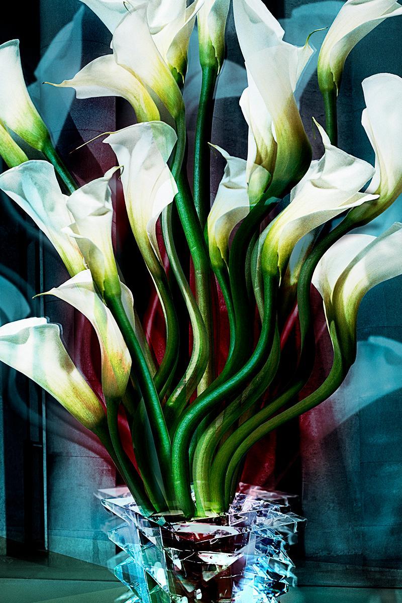 Calla Lilies • # 2 of 3 • 84 cm x 59 cm - Contemporary Photograph by Angelika Buettner