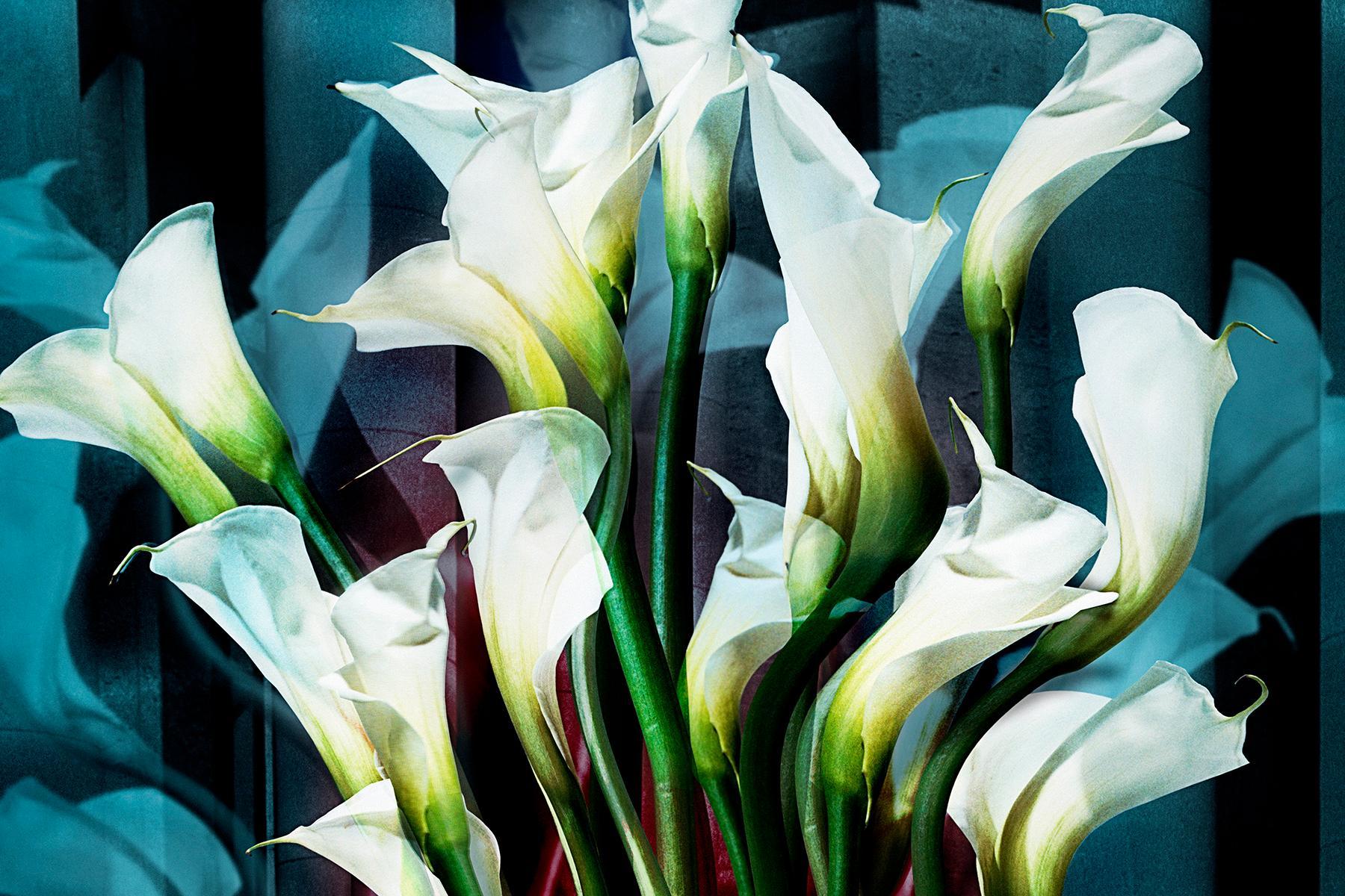 Calla Lilies • # 2 of 3 • 84 cm x 59 cm - Black Still-Life Photograph by Angelika Buettner