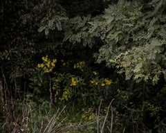 Mystery Woods - Blumen (Grün, Gelb, Nature, 30% OFF)