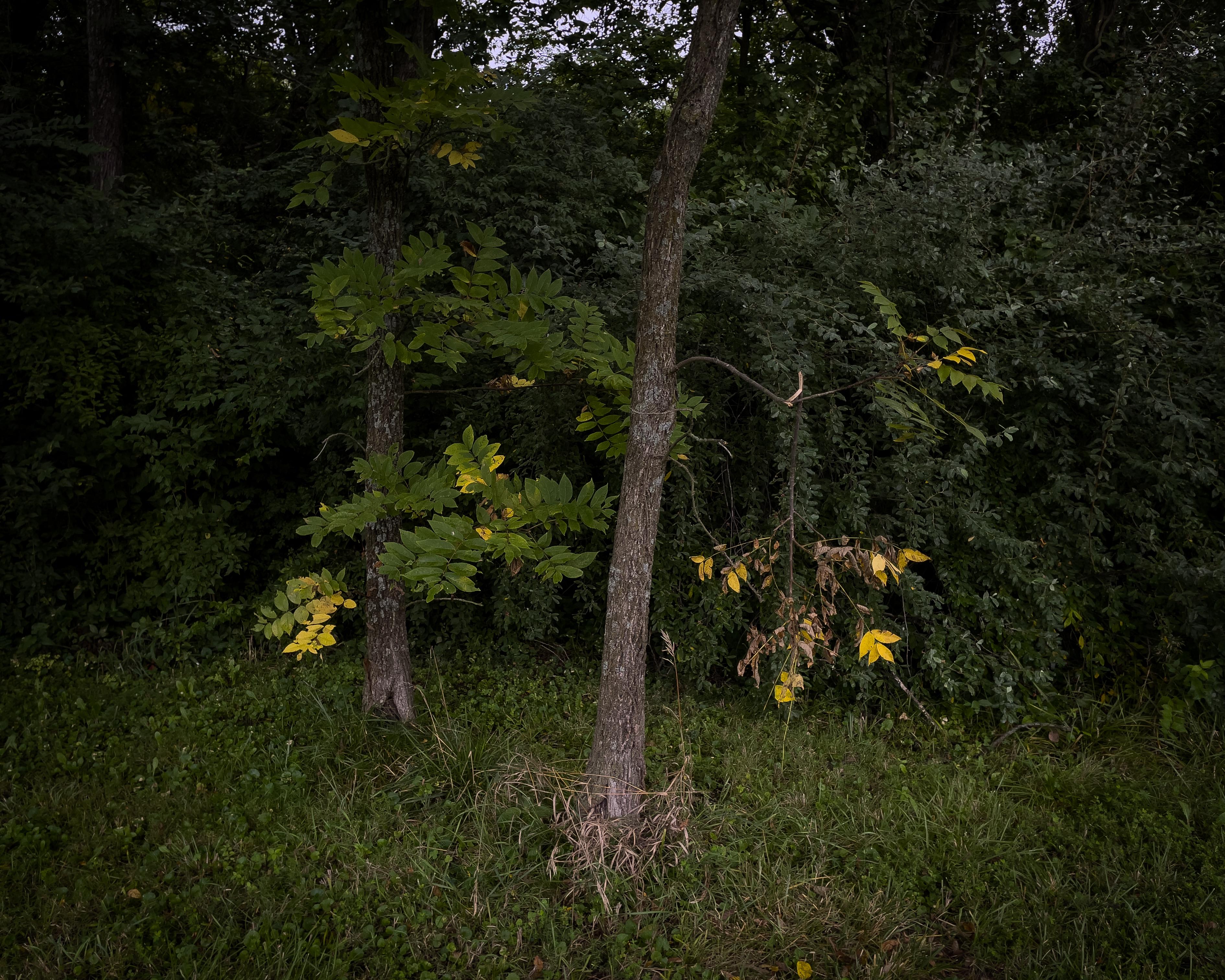 Mystery Woods - Leaves (Grün, Gelb, Nature, 30% OFF)