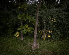 Mystery Woods - Leaves (Grün, Gelb, Nature, 30% OFF)