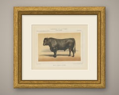 Angus Bull, Scottish Cattle Chromolithograph by Olivier de Penne, 1863
