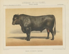 Angus Bull, Scottish Cattle Chromolithograph by Olivier de Penne, 1863
