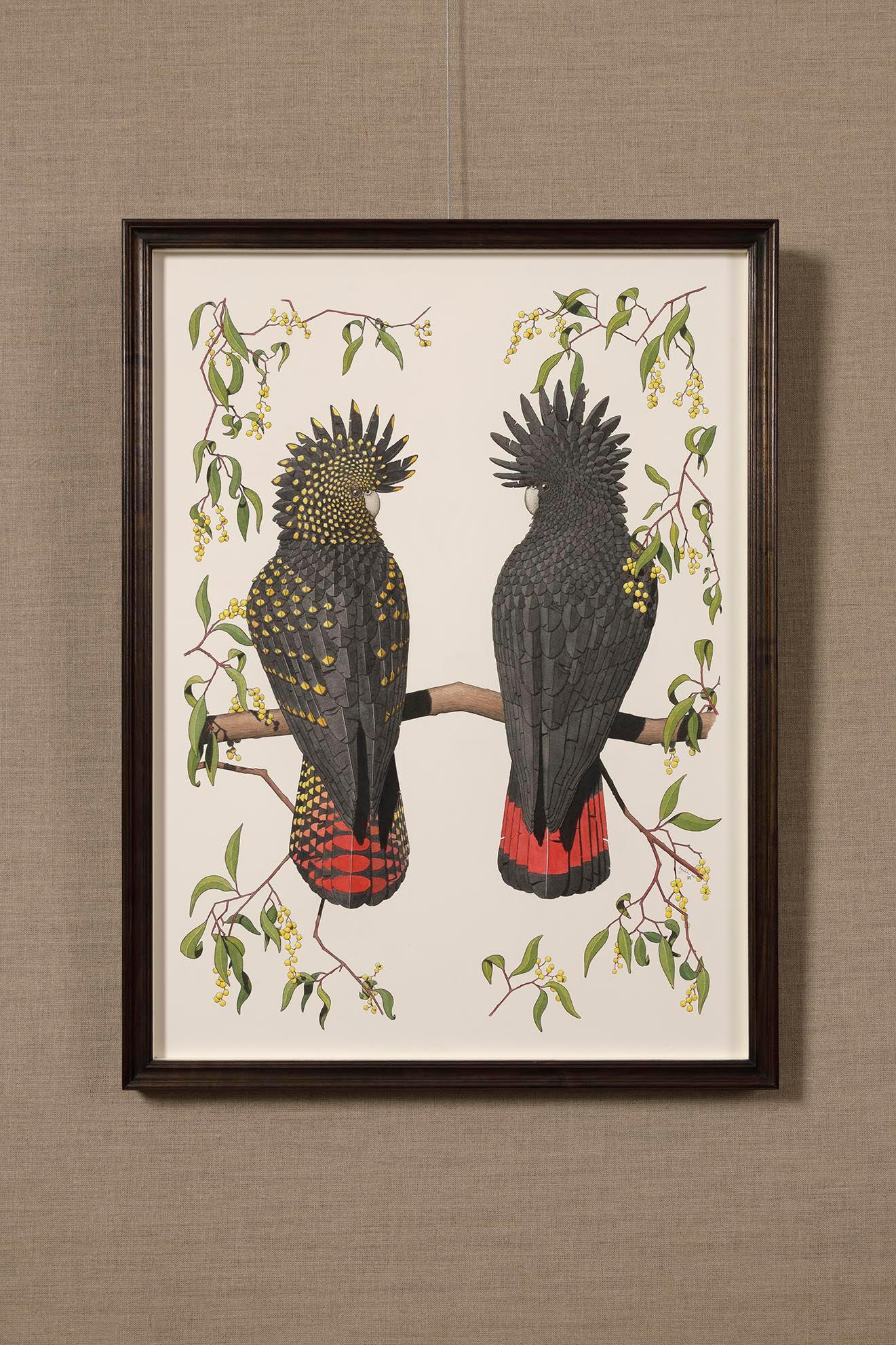 Red-tailed Black Cockatoos - Painting by Angus Fisher