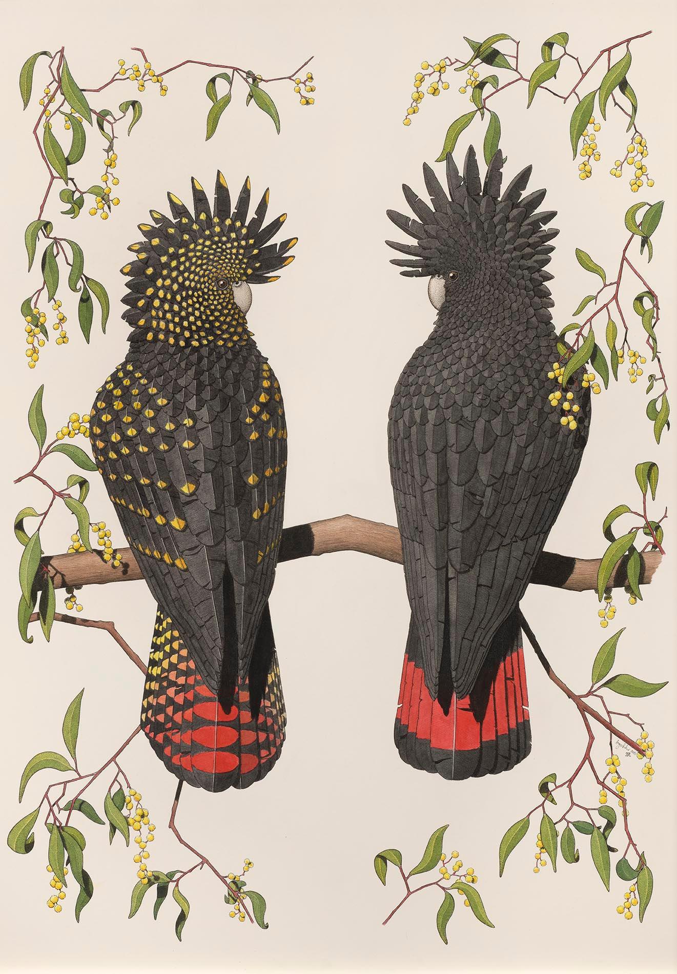 Angus Fisher Animal Painting - Red-tailed Black Cockatoos