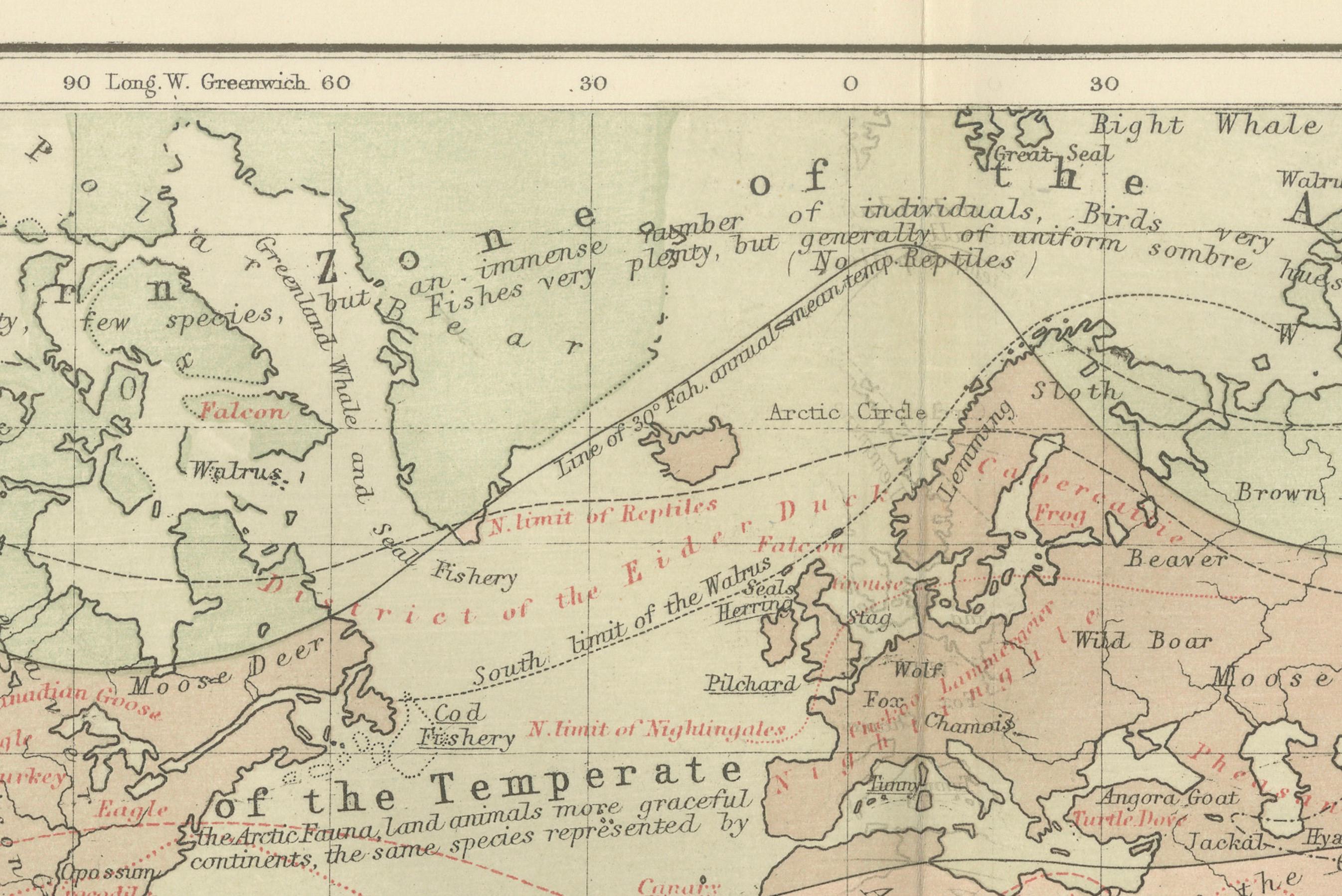 Animal Distribution Map by A.K. Johnston – Fauna by Climate Zones 1852 In condizioni buone in vendita a Langweer, NL