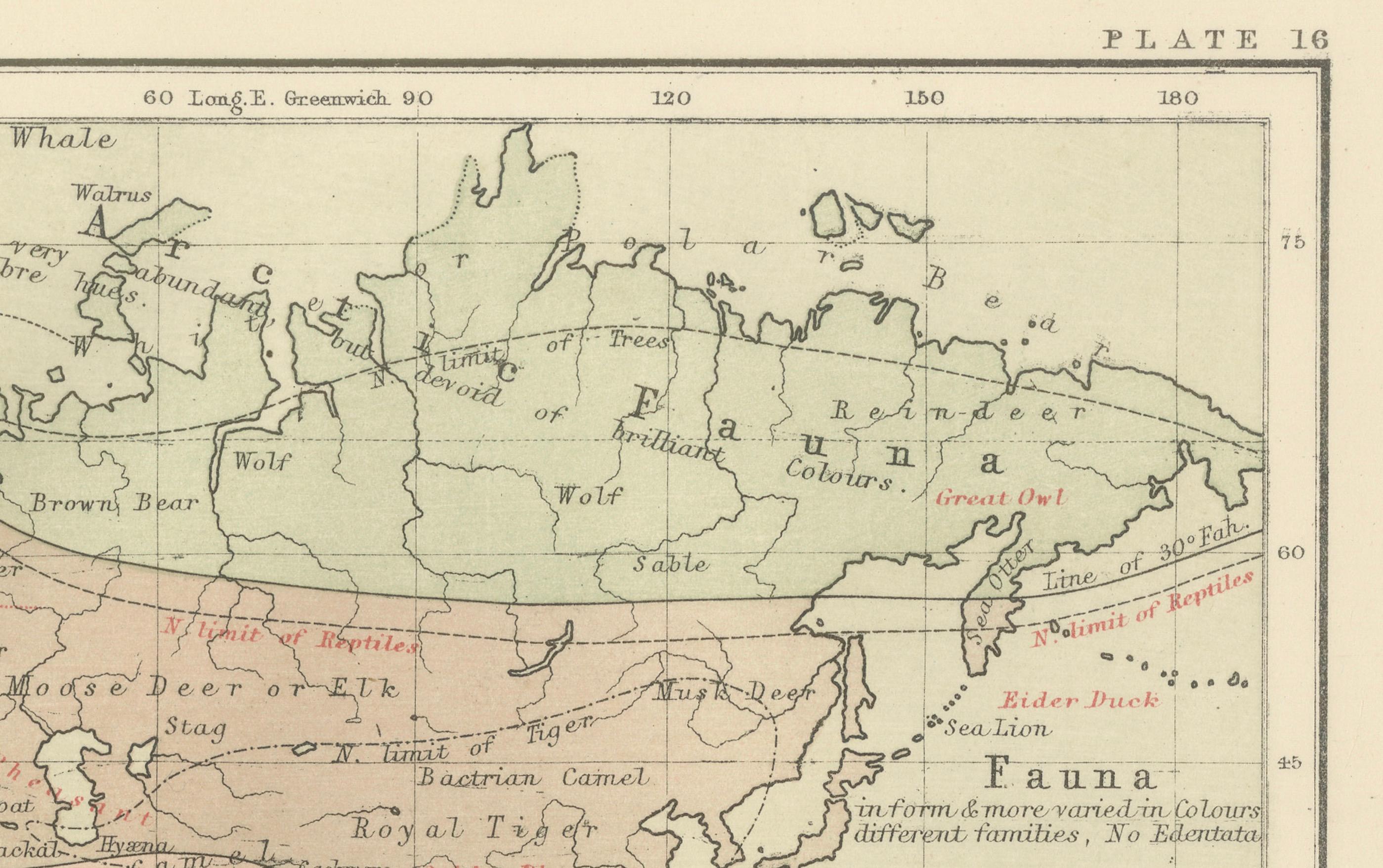 XIX secolo Animal Distribution Map by A.K. Johnston – Fauna by Climate Zones 1852 in vendita