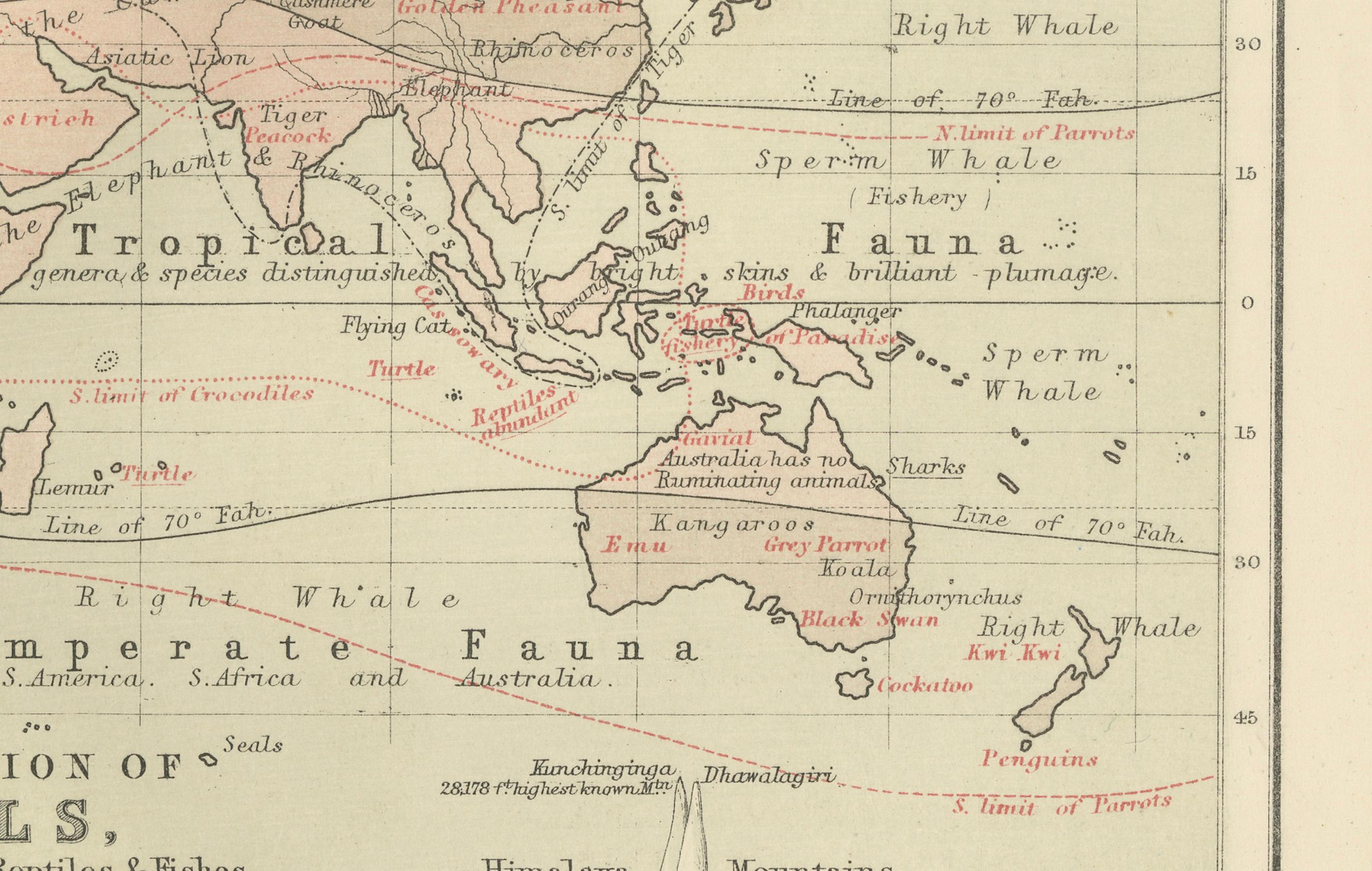 Carta Animal Distribution Map by A.K. Johnston – Fauna by Climate Zones 1852 in vendita