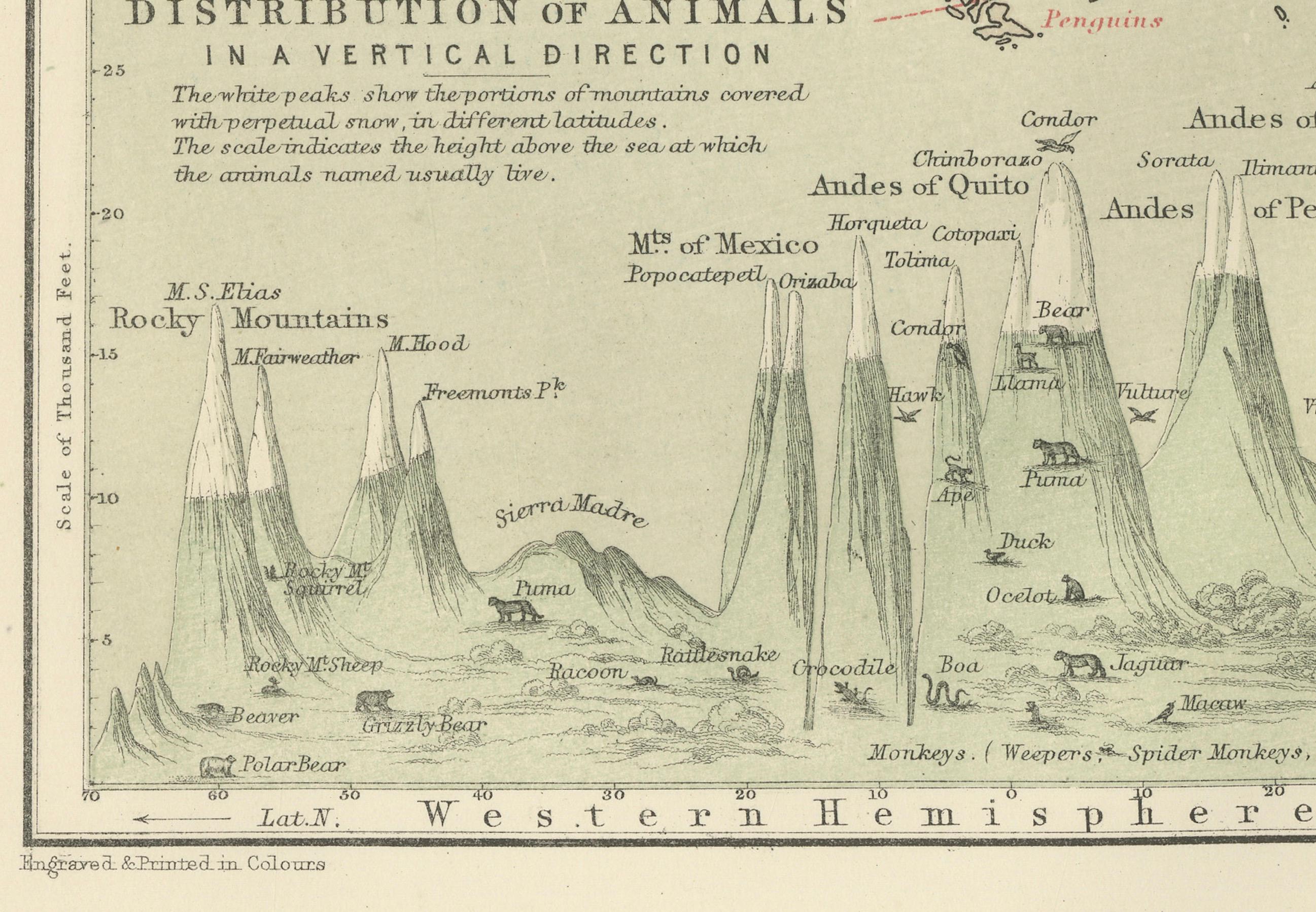 Animal Distribution Map by A.K. Johnston – Fauna by Climate Zones 1852 in vendita 3