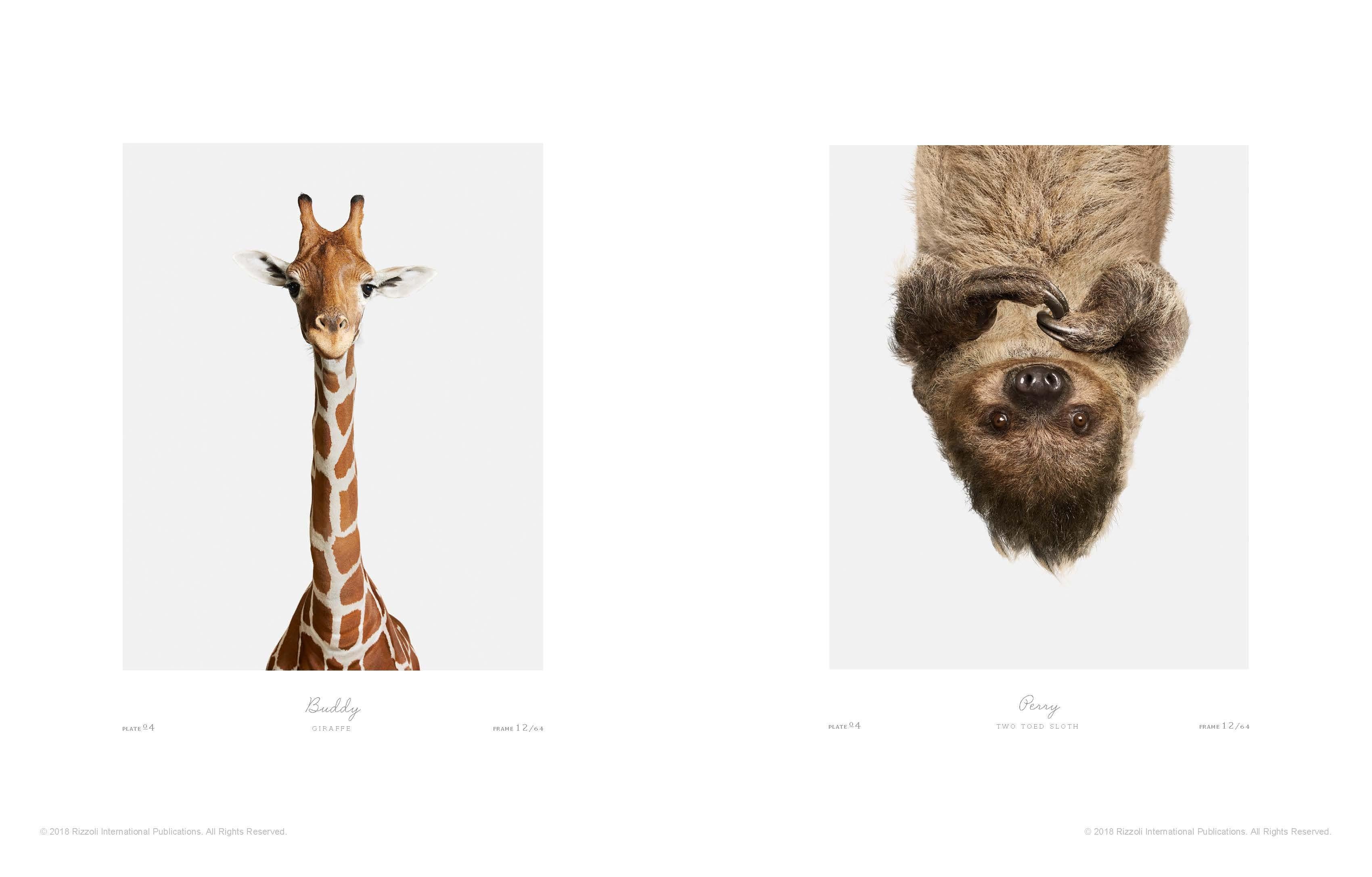 Author Randal Ford, Foreword by Dan Winters

These arresting studio portraits capture the beauty, power, and even humor of 150 furry and feathered species - a delight for any animal or bird lover.

Acclaimed photographer Randal Ford celebrates our