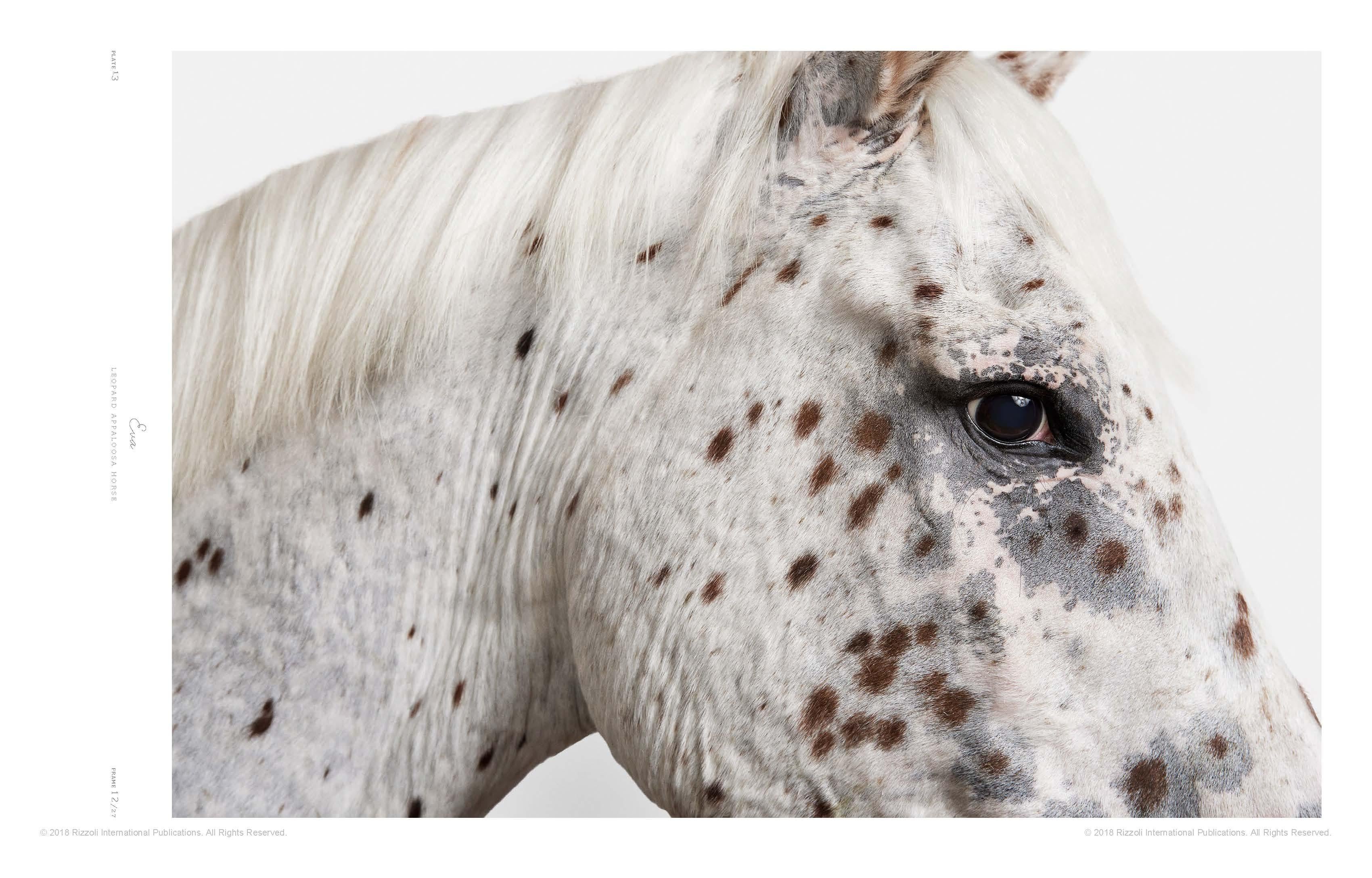 Animal Kingdom: A Collection of Portraits In New Condition In New York, NY