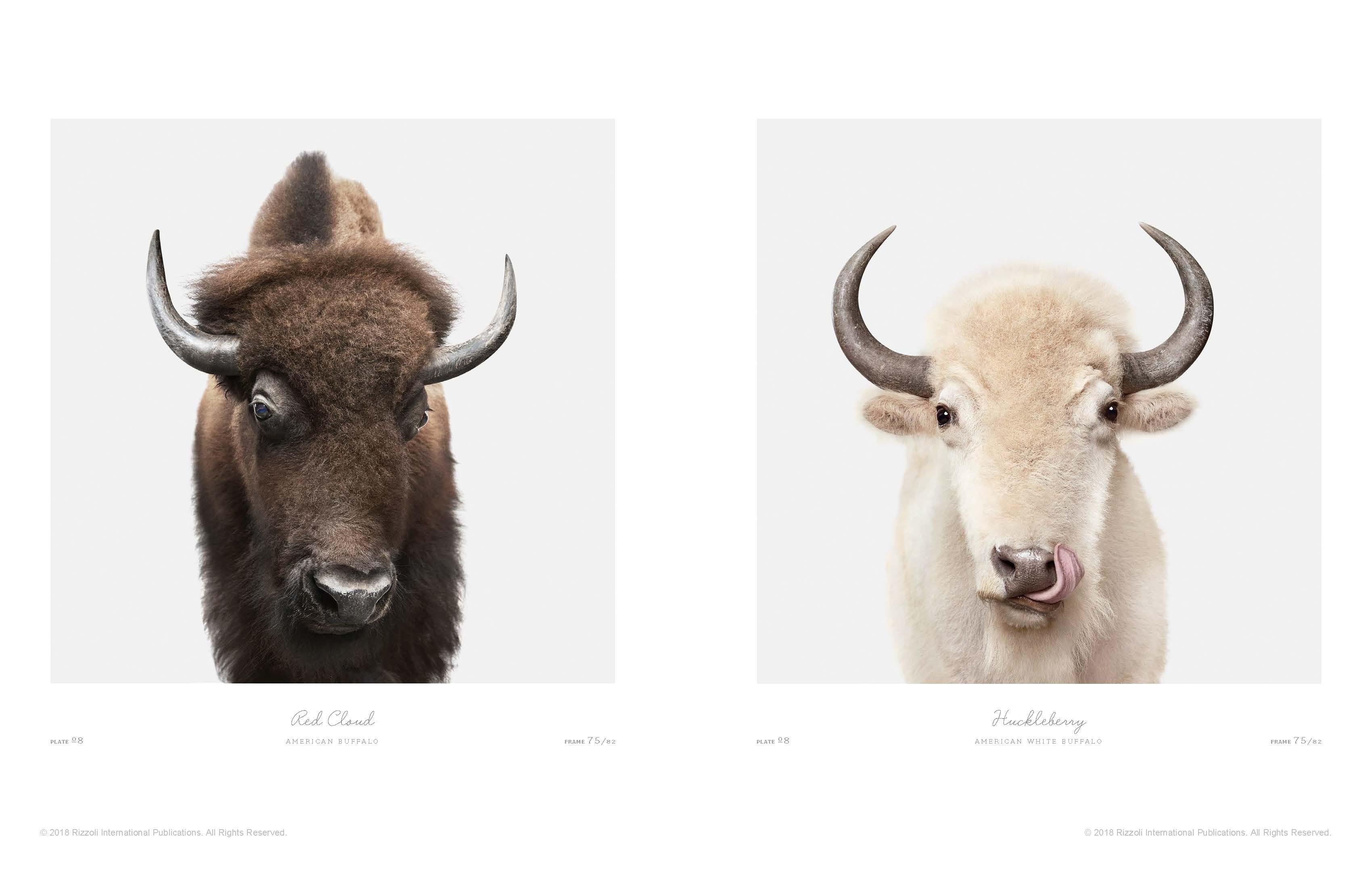 Contemporary Animal Kingdom: A Collection of Portraits