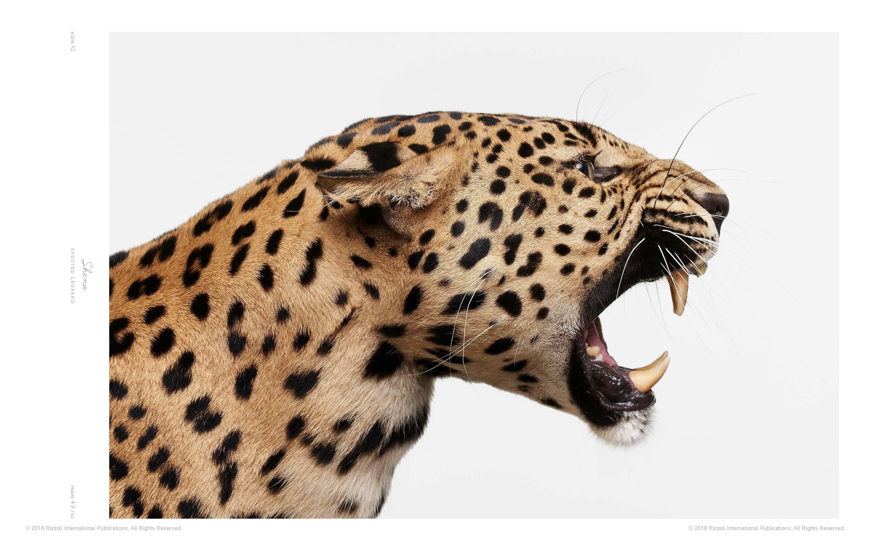Paper Animal Kingdom: A Collection of Portraits