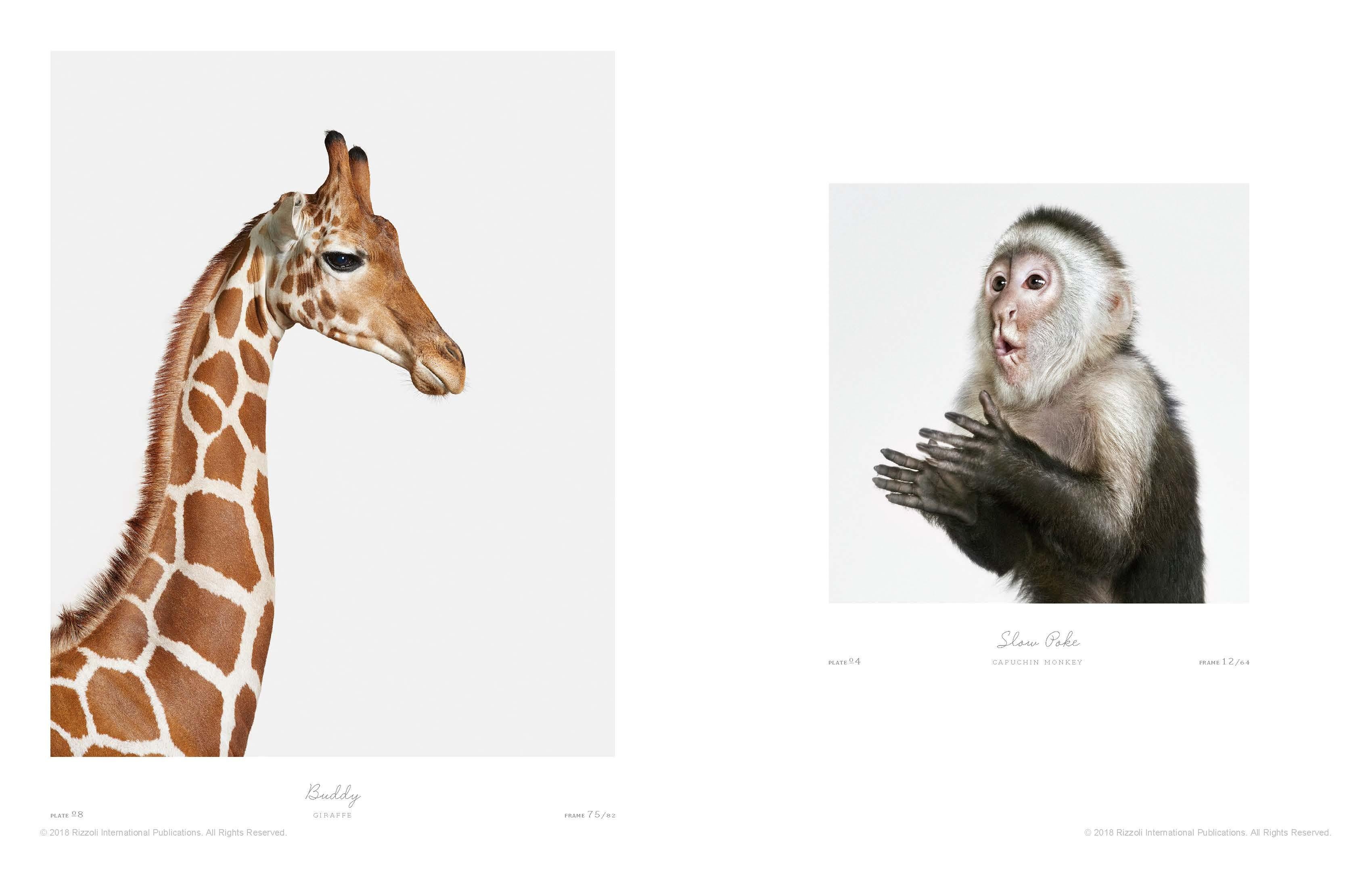 Animal Kingdom: A Collection of Portraits 1