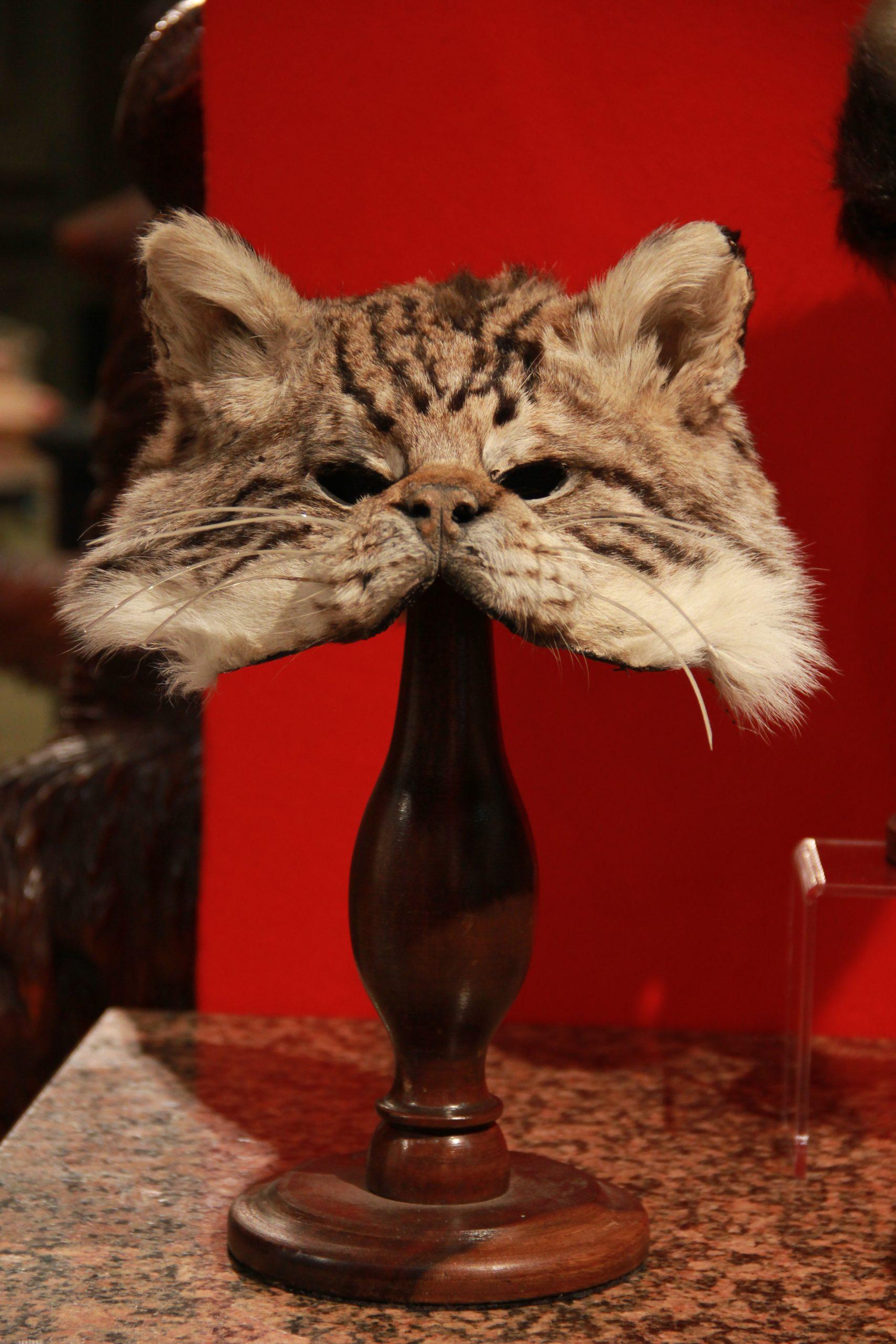 Máscaras de animales 