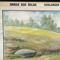 Animal Mural Vintage Rollable Wall Chart Snakes and Lizards