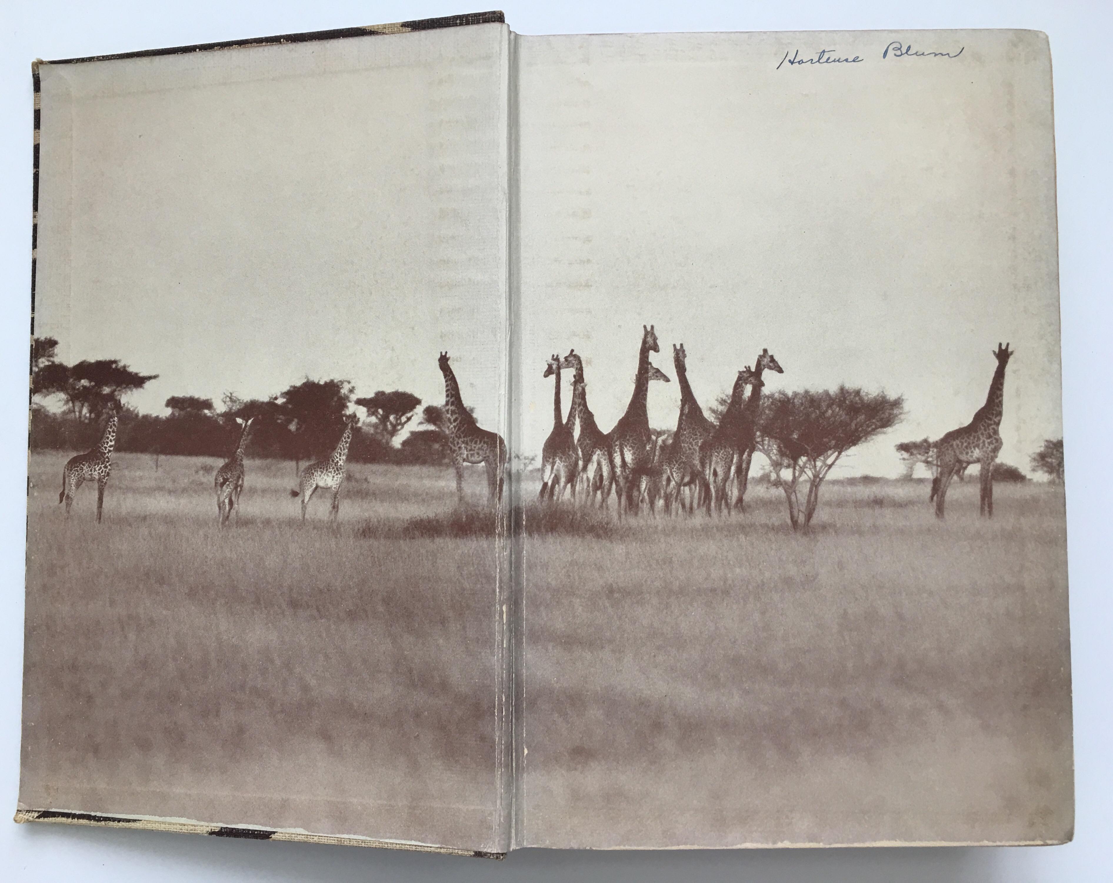Animal Print Safari Book, I Married Adventure by Osa Johnson 1