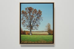 THE BATTLEGROUND IN AUTUMN, Contemporary Landscape Oil Painting, Tree, Park