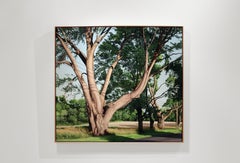 TRIMMED TREES - Contemporary Landscape / Realism / Nature Scene