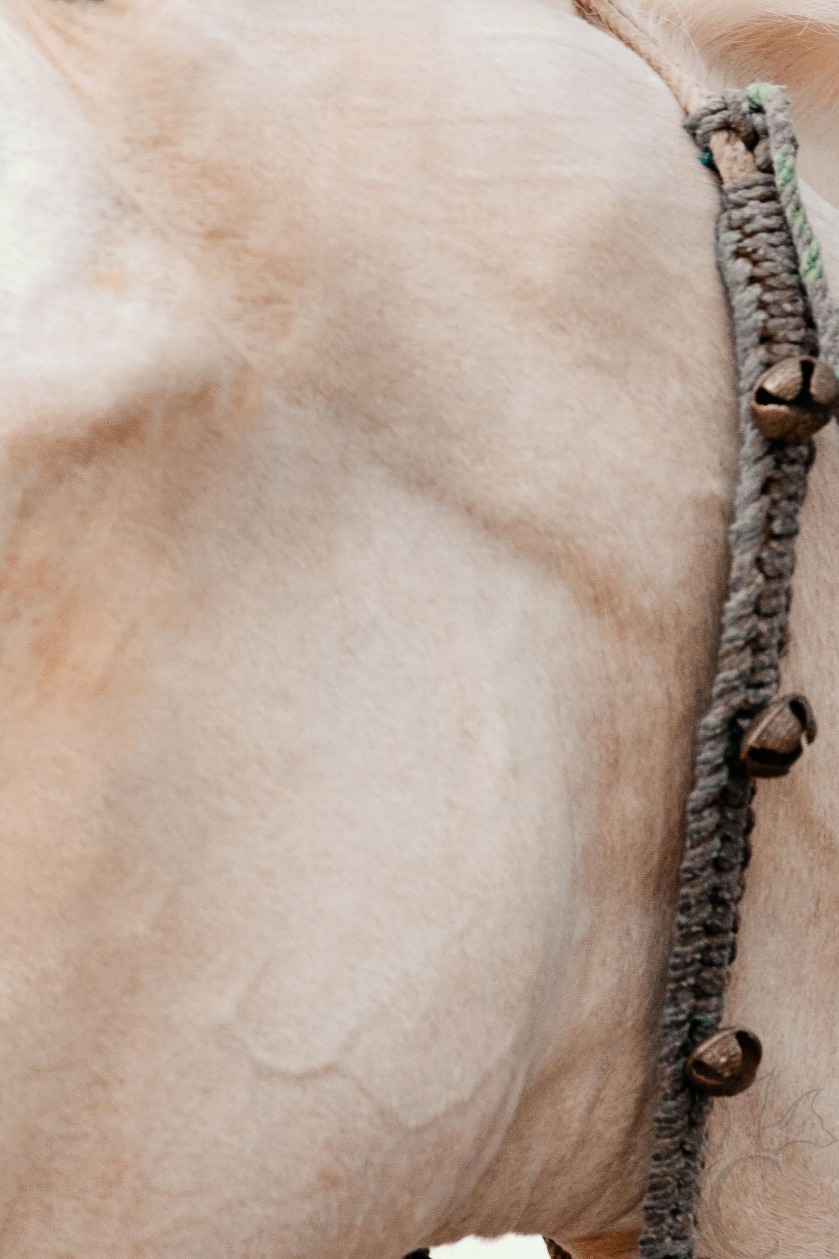 A Modern Princess (of India) (Equine Art, Horse, Marwari, Rare Breed) - Beige Color Photograph by Anna Archinger