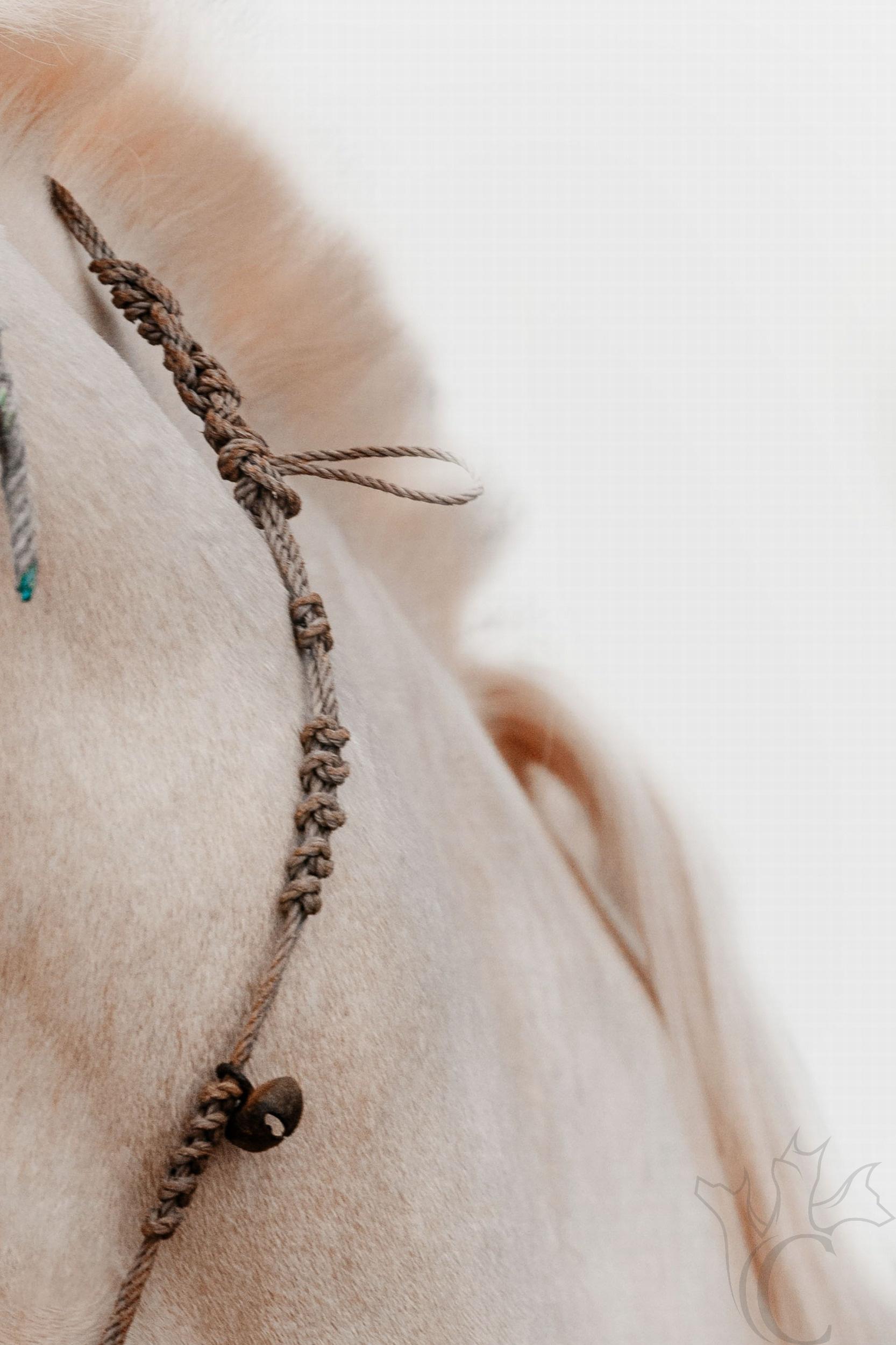 A Modern Princess (of India) (Equine Art, Horse, Marwari, Rare Breed) For Sale 1