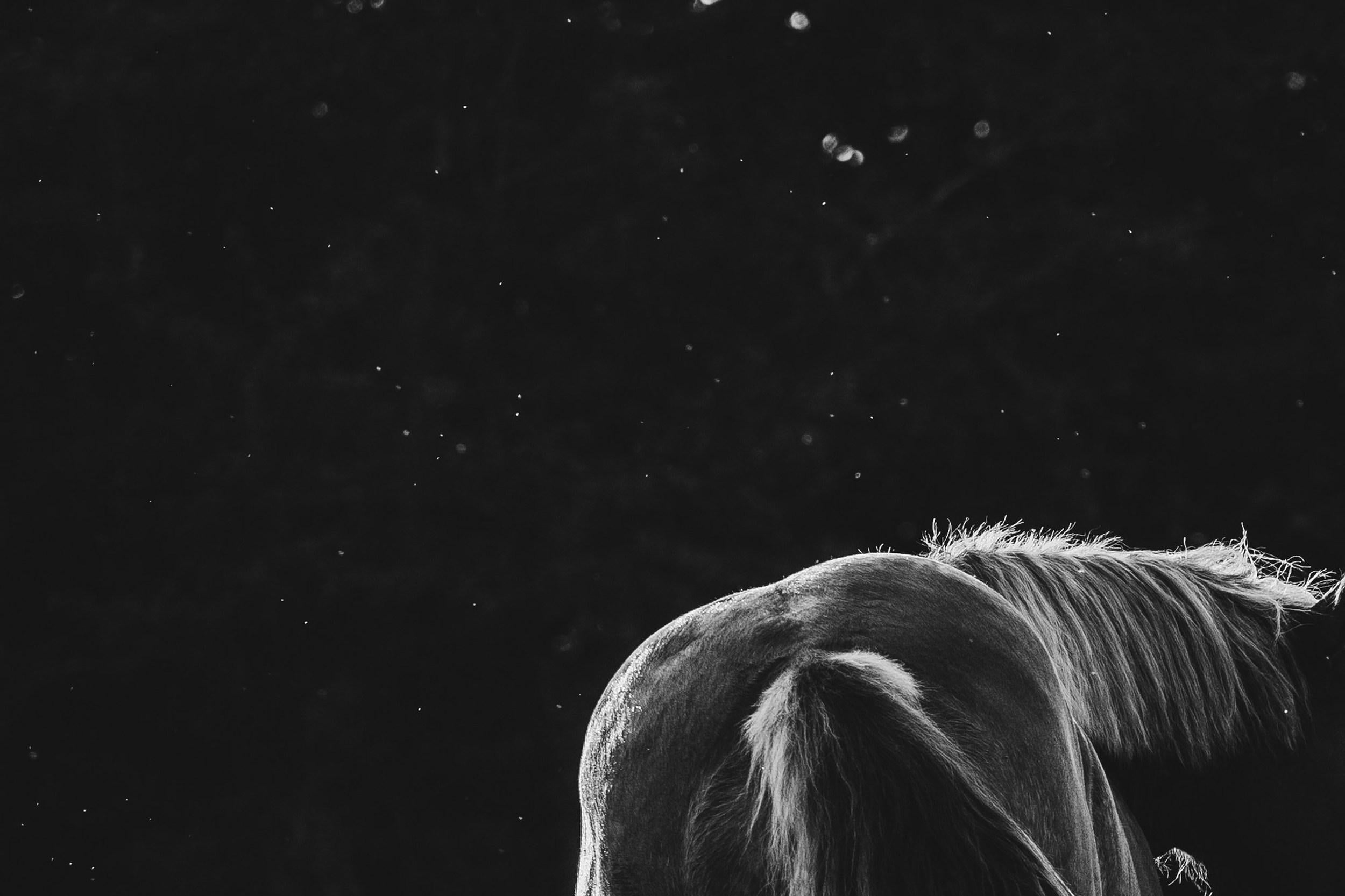 Clockwise Motion (Equestrian Photography, Horse, Portrait, Monochrome) For Sale 2