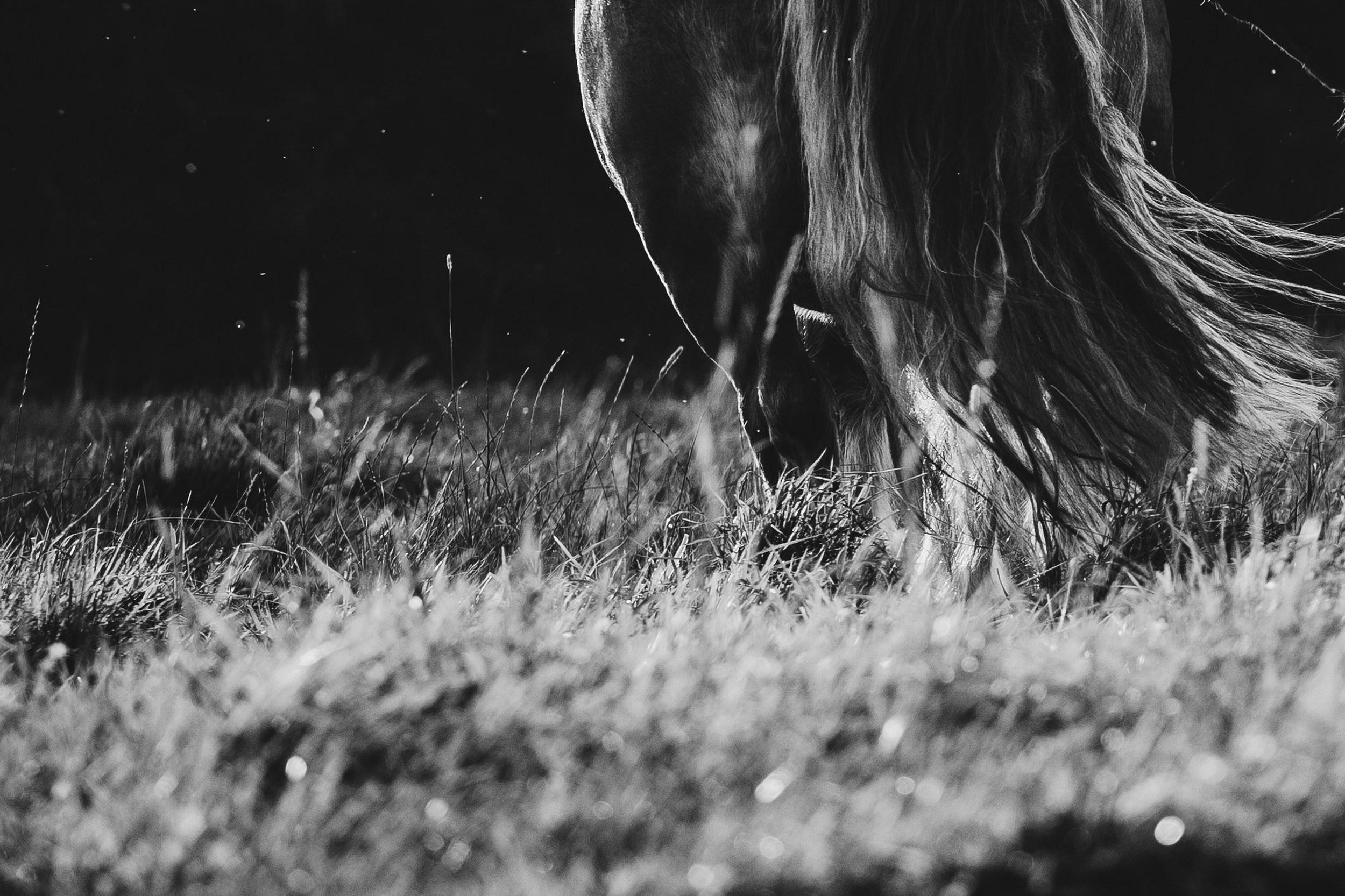 Clockwise Motion (Equestrian Photography, Horse, Portrait, Monochrome) For Sale 3