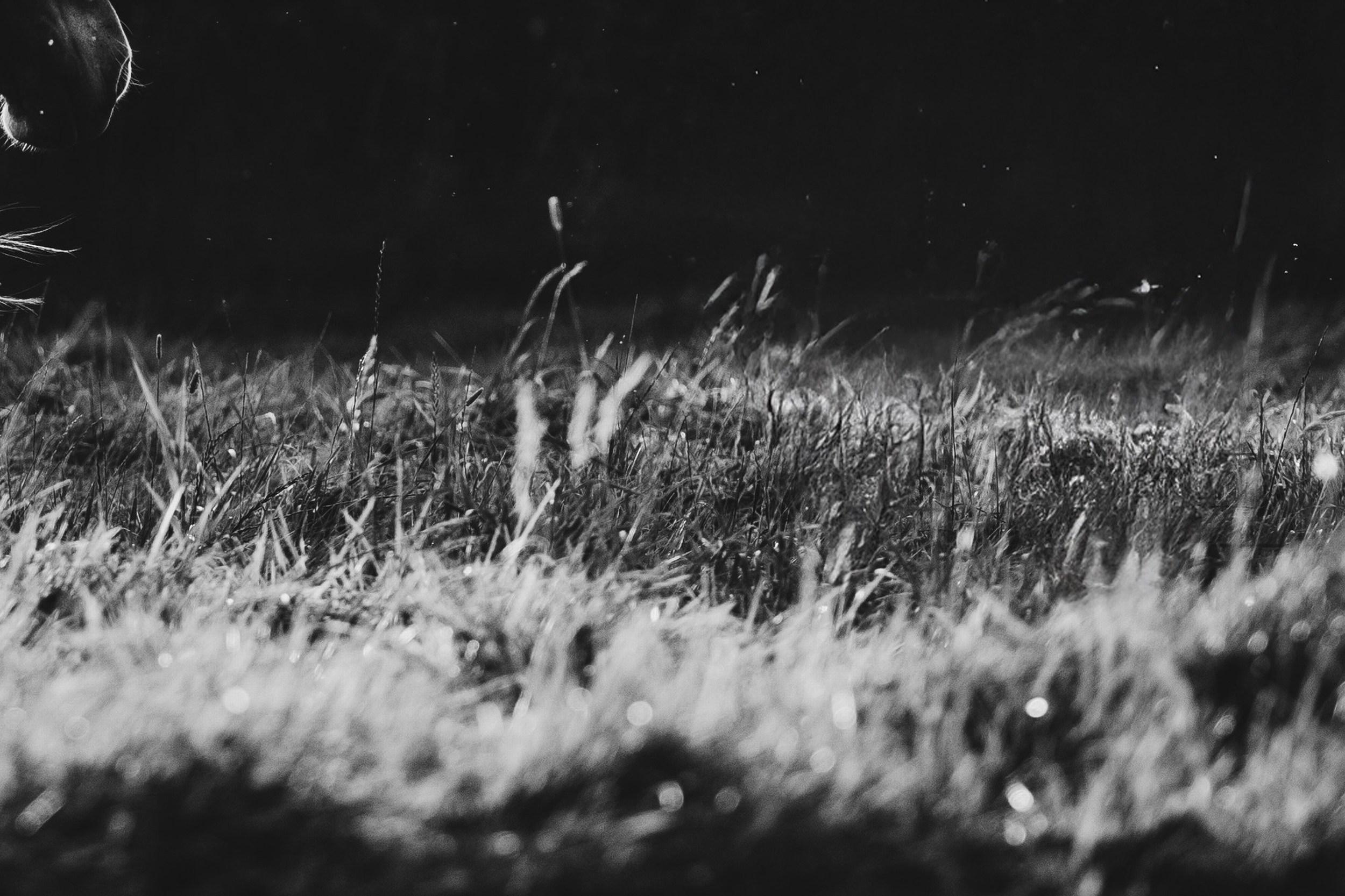 Clockwise Motion (Equestrian Photography, Horse, Portrait, Monochrome) For Sale 5