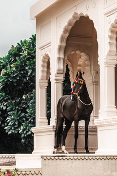Marwaris, The Sentinel (Equestrian Photography, Marwari, India, Rare Breed)