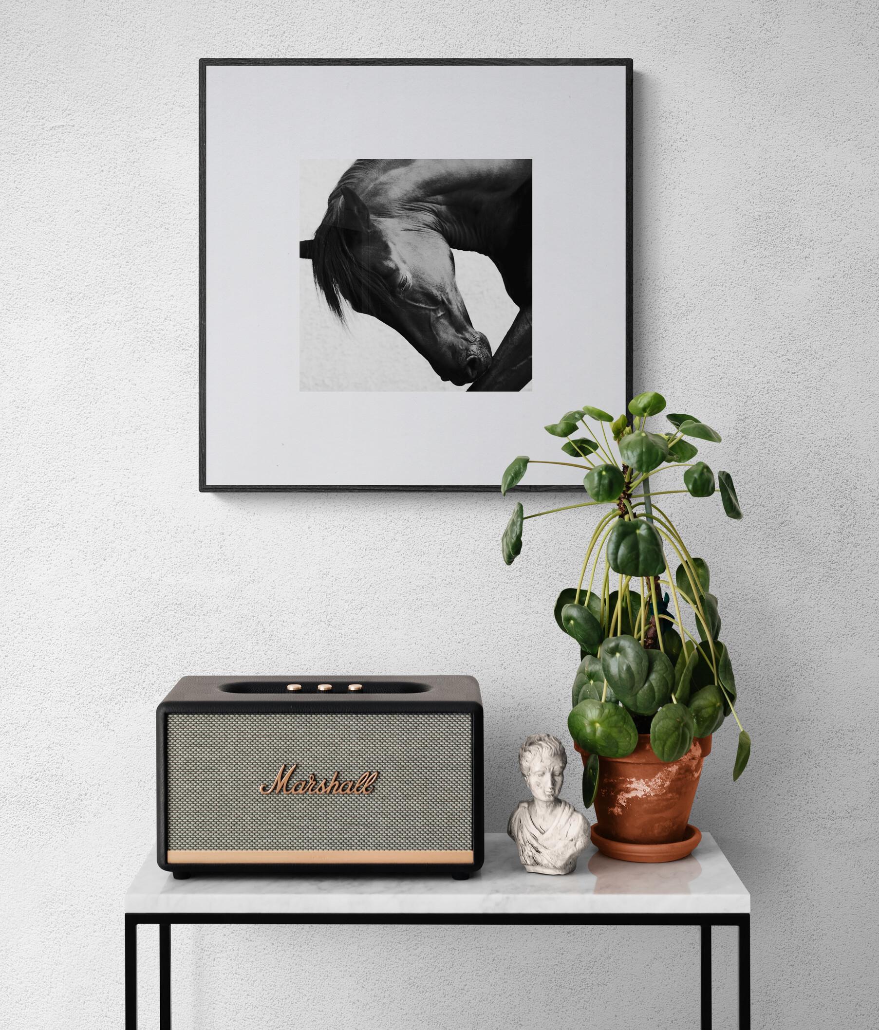 Onyx Grace 2.5 (Photographie équestre, Cheval, Portrait, Monochrome) - Noir Black and White Photograph par Anna Archinger