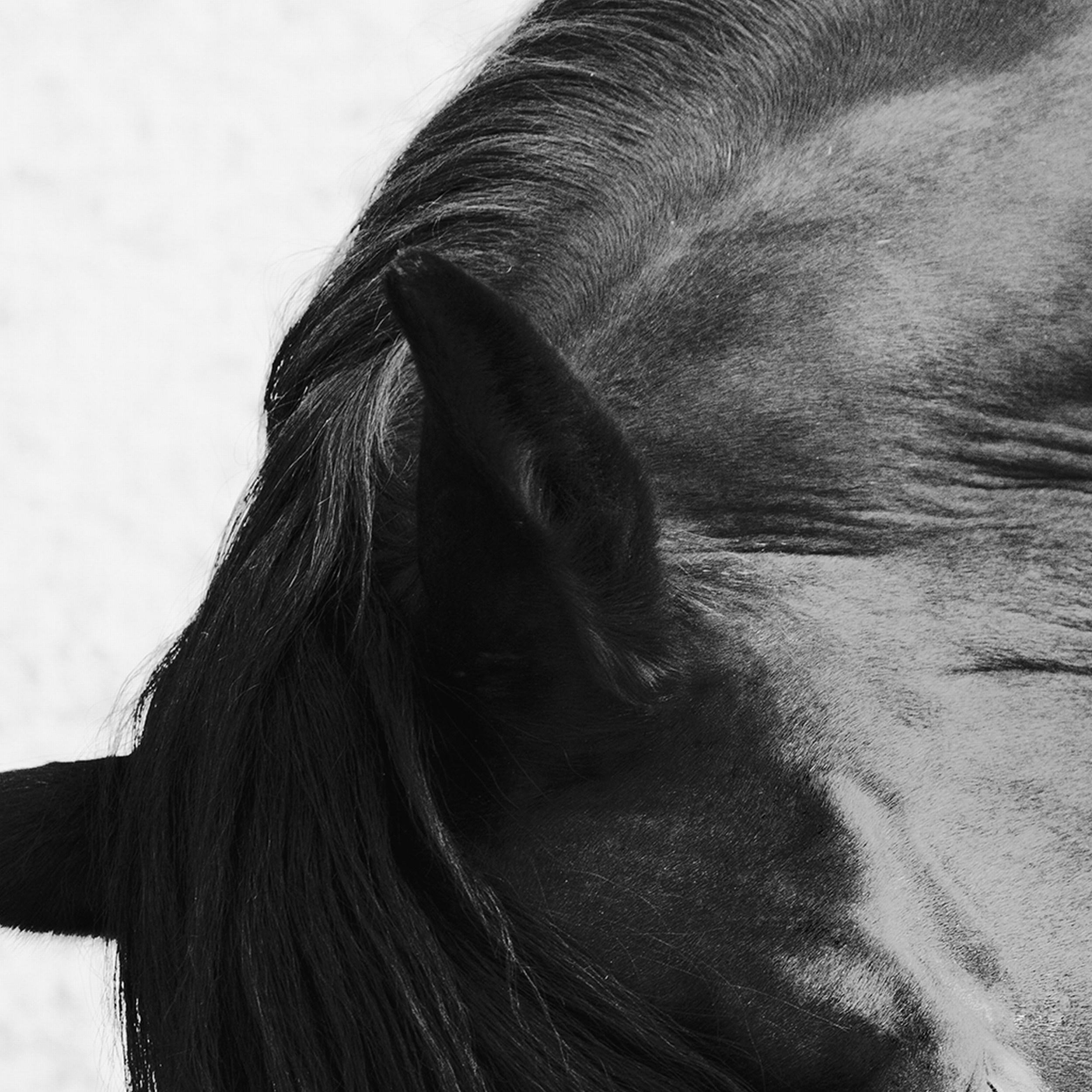 Onyx Grace 2.5 (Photographie équestre, Cheval, Portrait, Monochrome) en vente 2