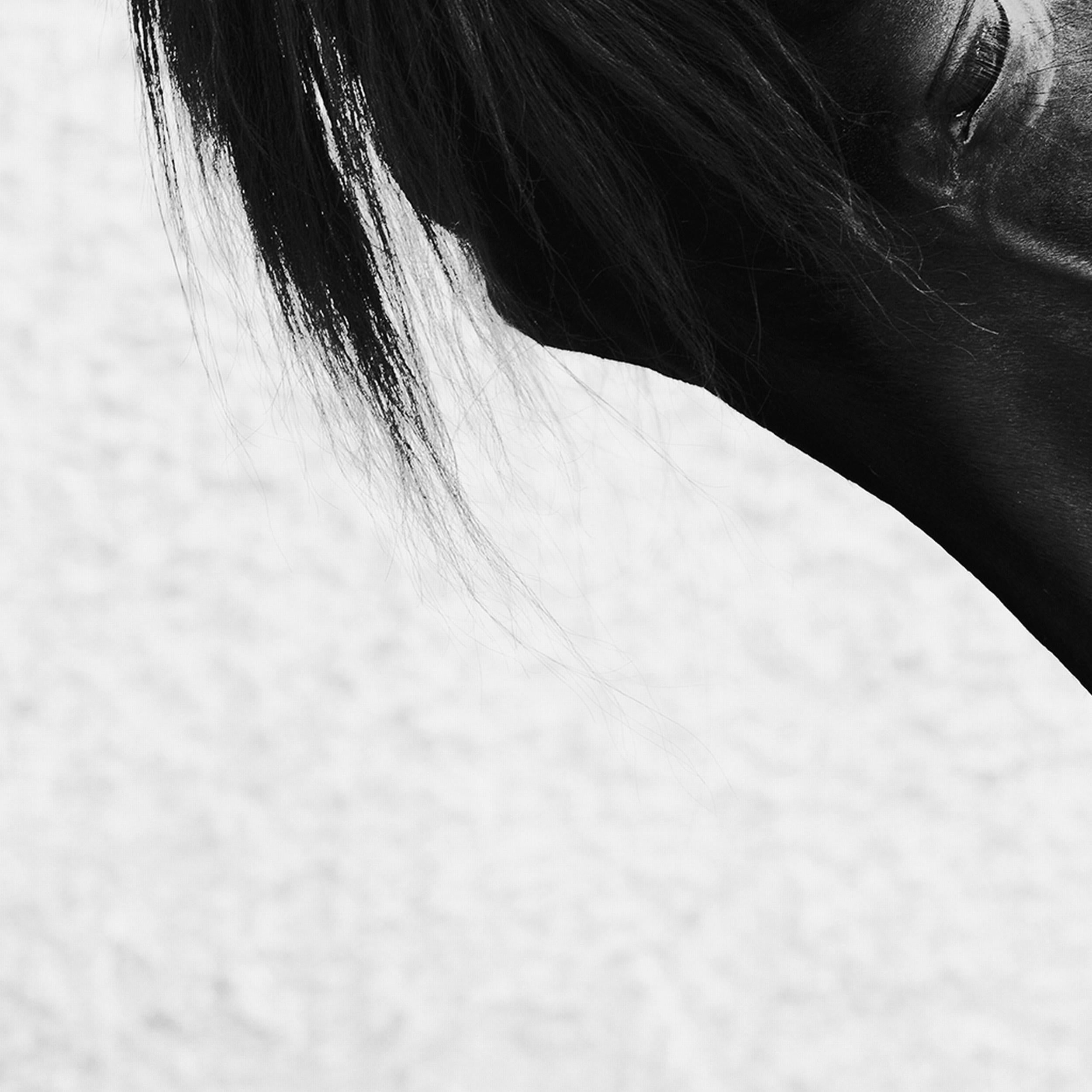 Onyx Grace 2.5 (Photographie équestre, Cheval, Portrait, Monochrome) en vente 3