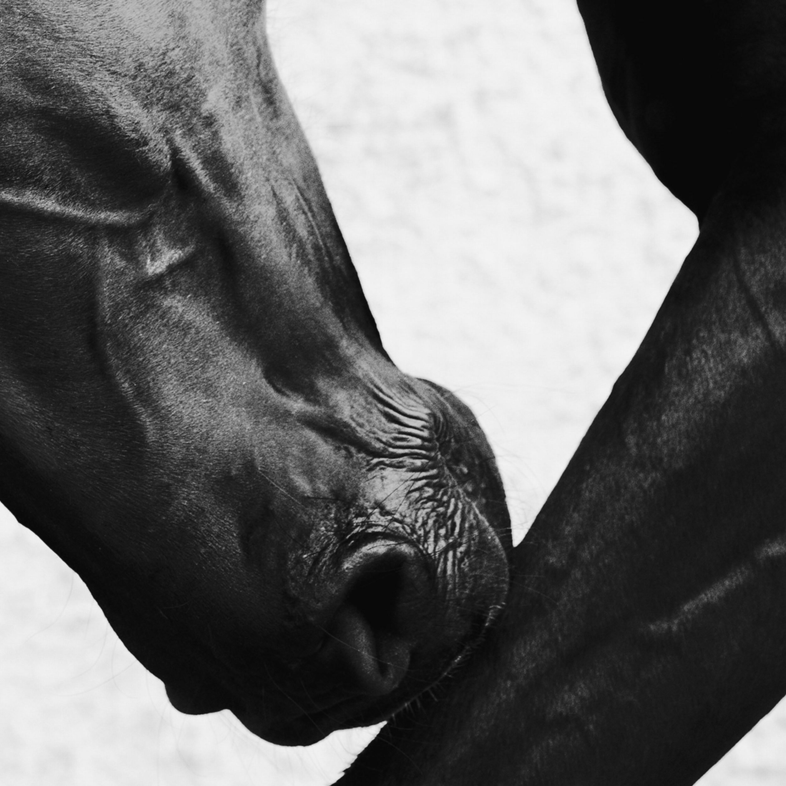 Onyx Grace 2.5 (Photographie équestre, Cheval, Portrait, Monochrome) en vente 5