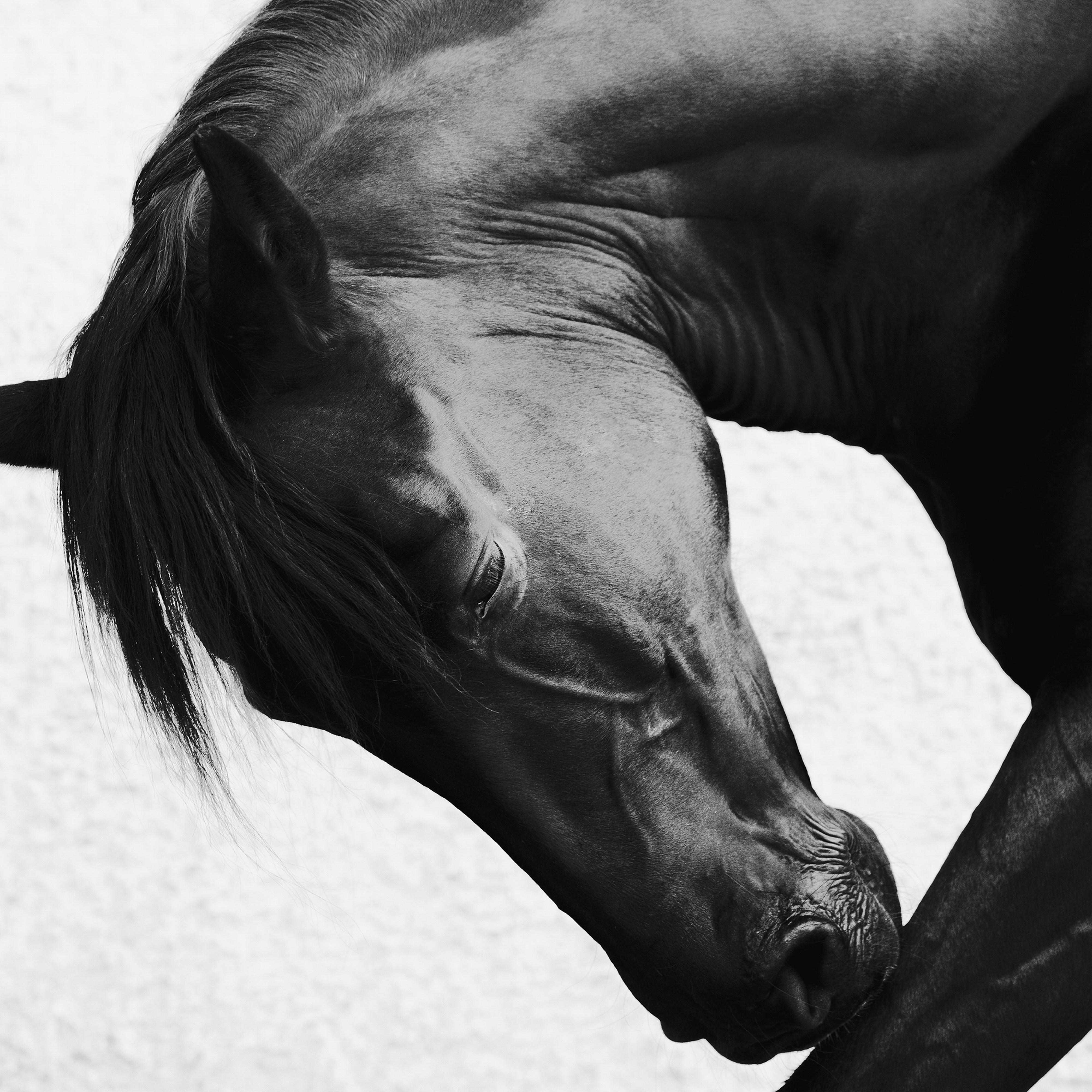 Cavallo Fotografia figurativa