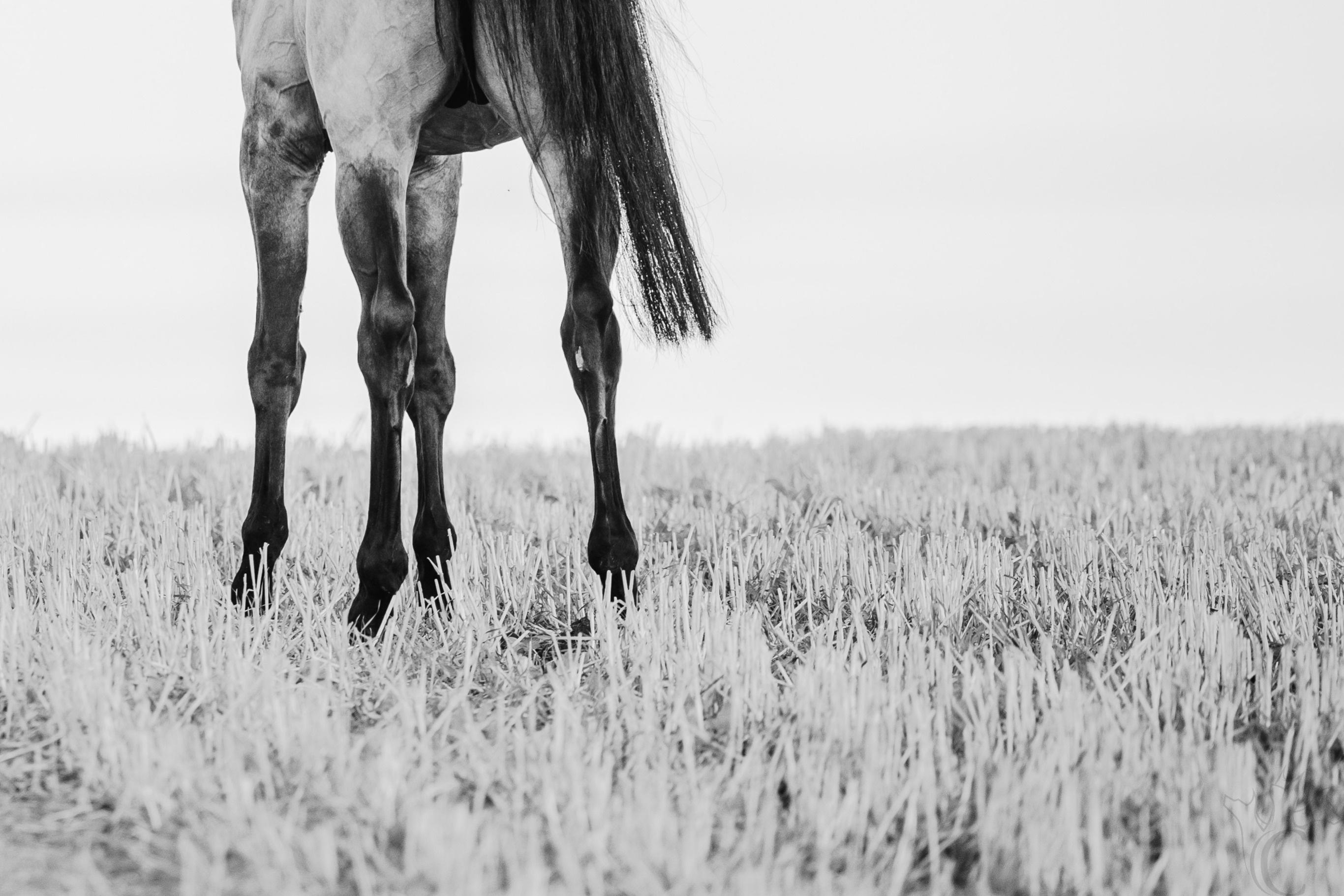Disegno perfetto (Fotografia equestre, Cavallo, Akhal Teke, Razza rara, B&N) in vendita 2